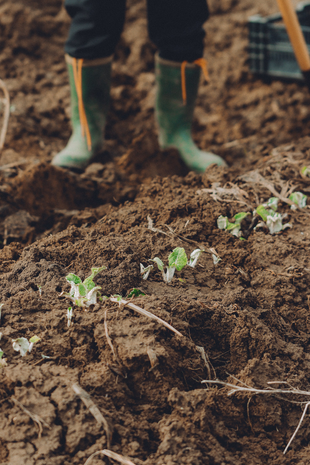 Yoshi's Burdock: Our visit to Cedar Isle Farm for the harvest