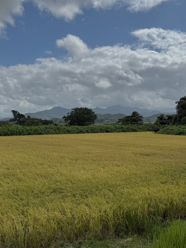 Visiting the studio of ceramicist Tomomi & Hidekazu Nakamura in Tsuroka, Yamagata
