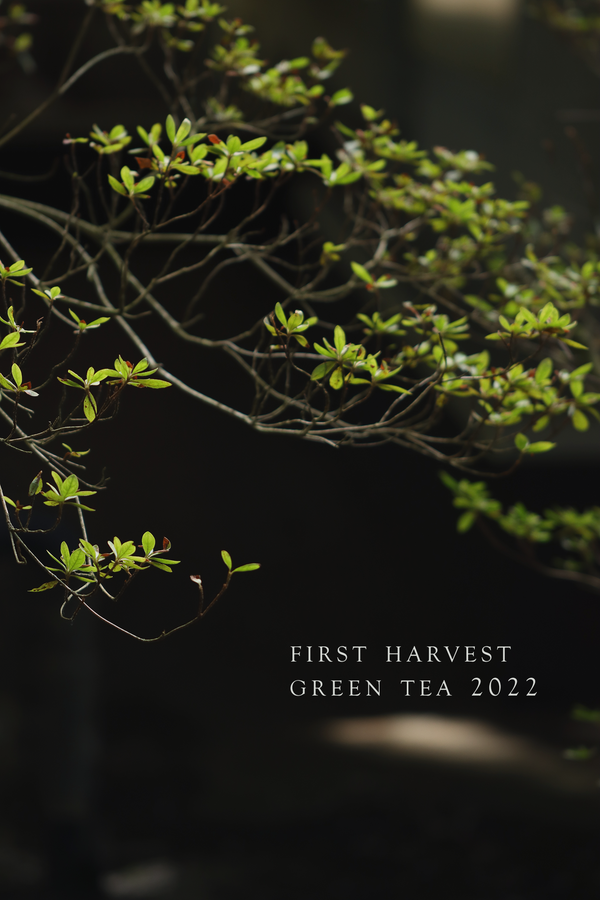 First Harvest Green Teas 明前绿茶