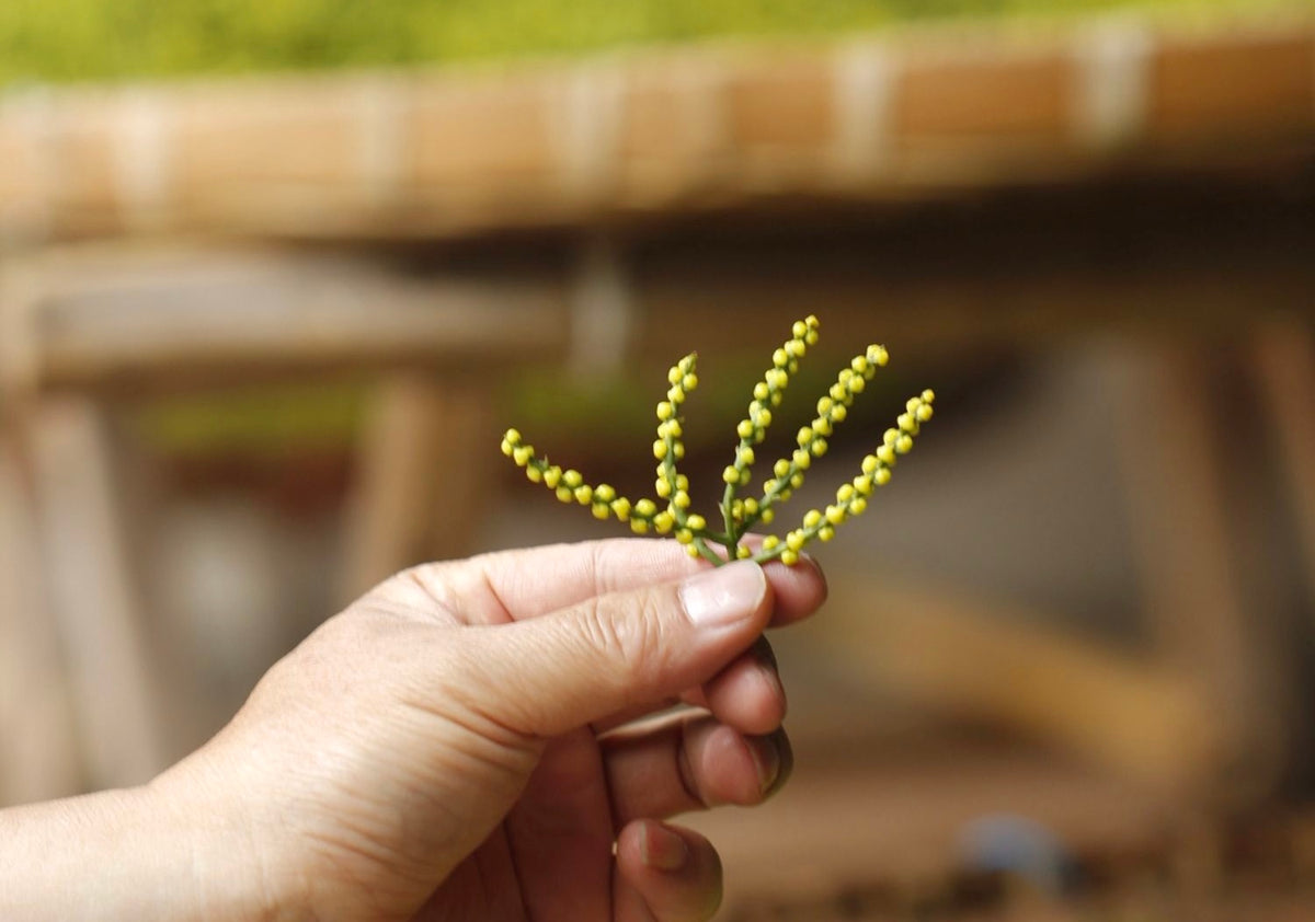 Rare Tea Tasting: Pearl Orchid Anji Baicha 珠兰安吉白