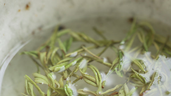 Li Chun 立春: Spring Begins – Cultivate Tea