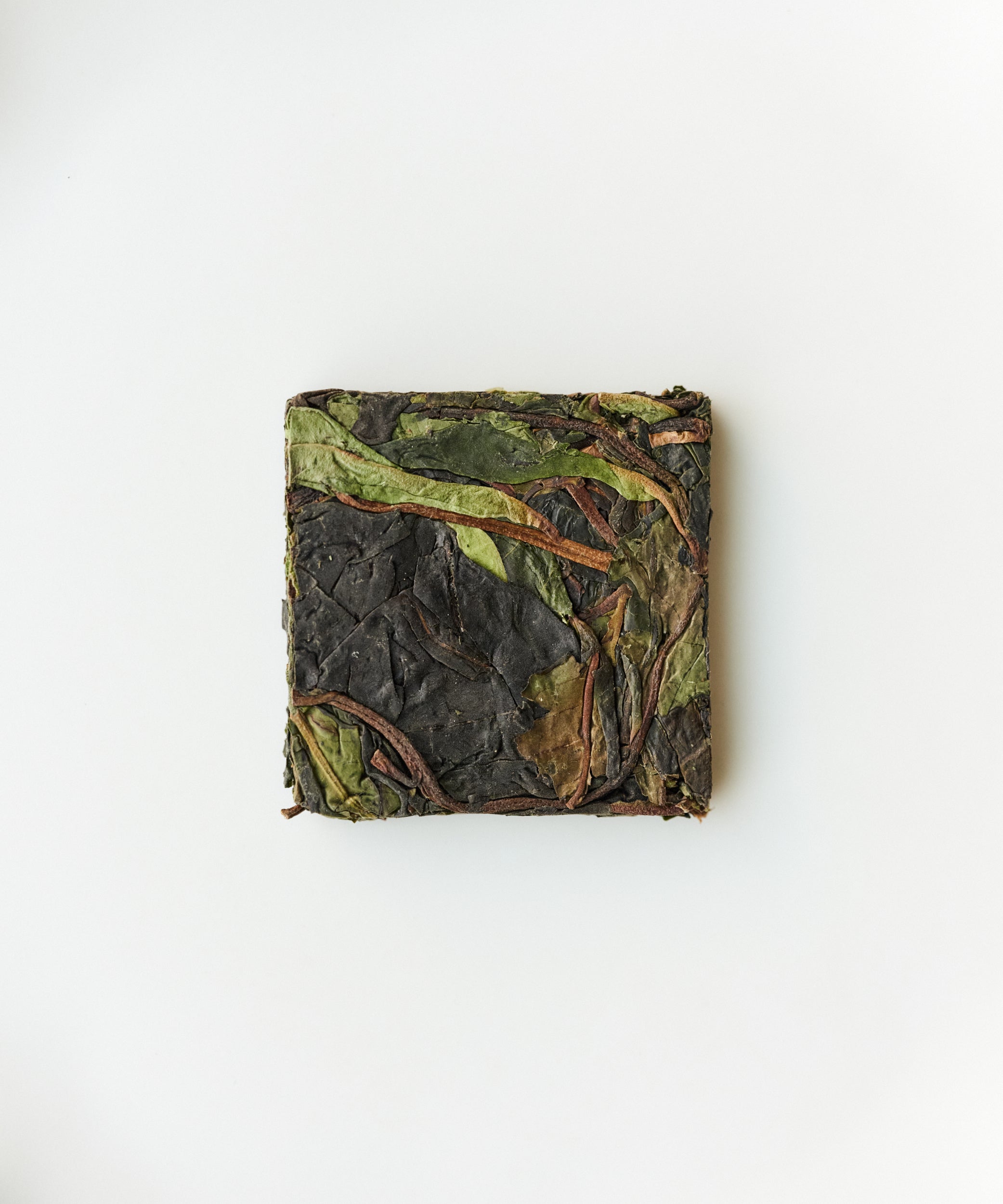 Ancient Wild White tea from 1000+ year wild pu'erh trees on Daxueshan, Yunnan - foraged by Mr. Tang