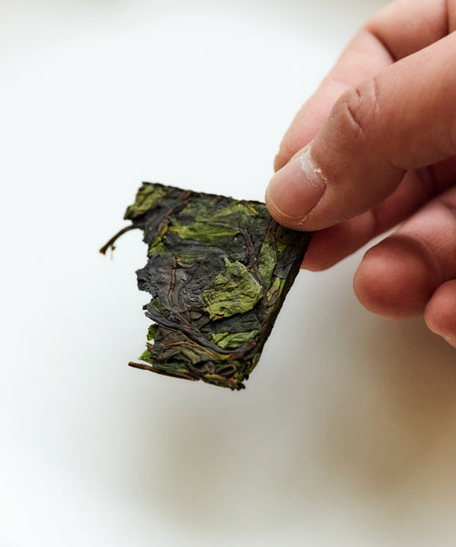 Dry Ancient Wild White leaves showing the foraged wild pu'erh tree material