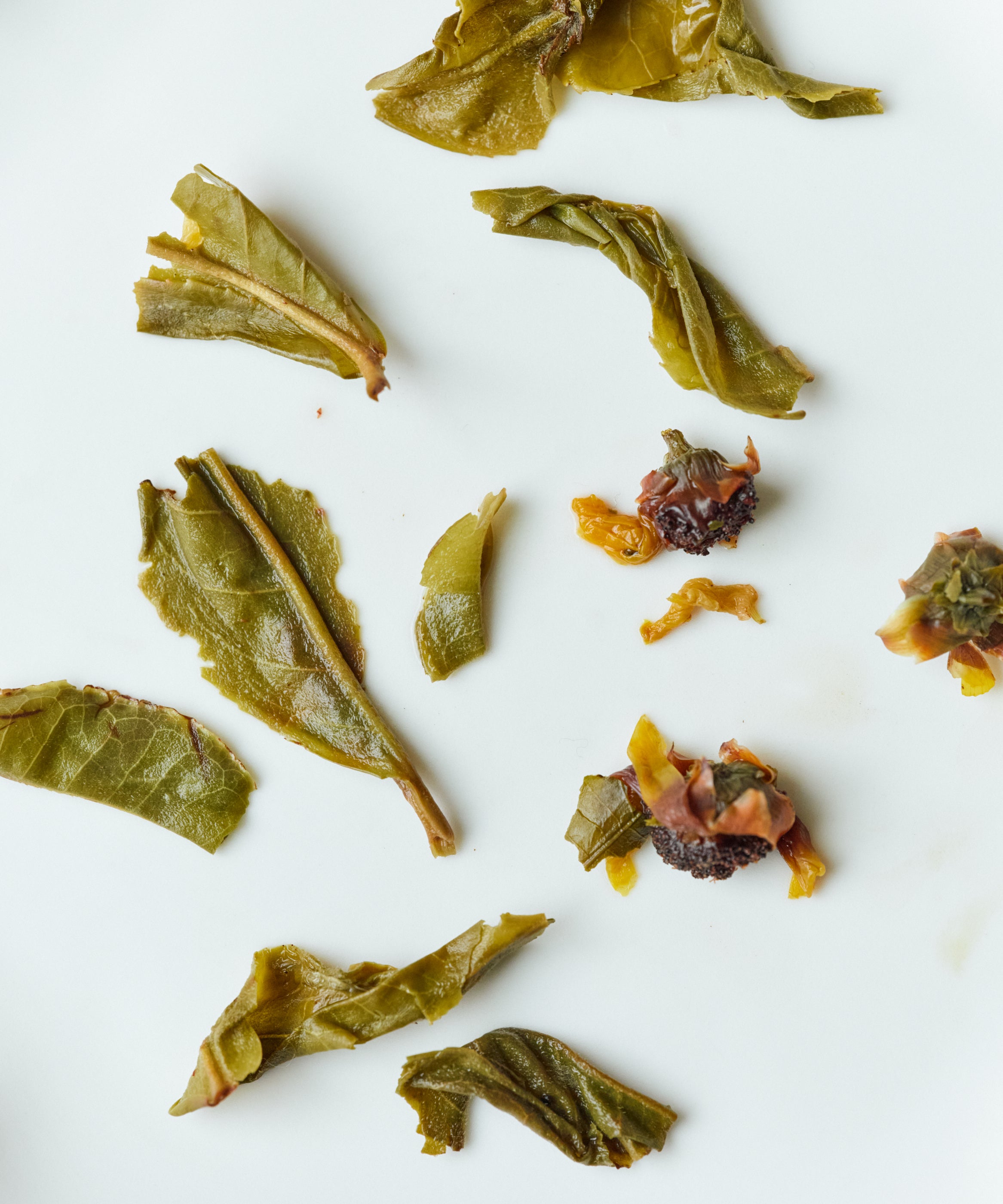 Wet Snow Chrysanthemum & Pu'erh leaves after brewing - sheng pu'erh with floating chrysanthemums