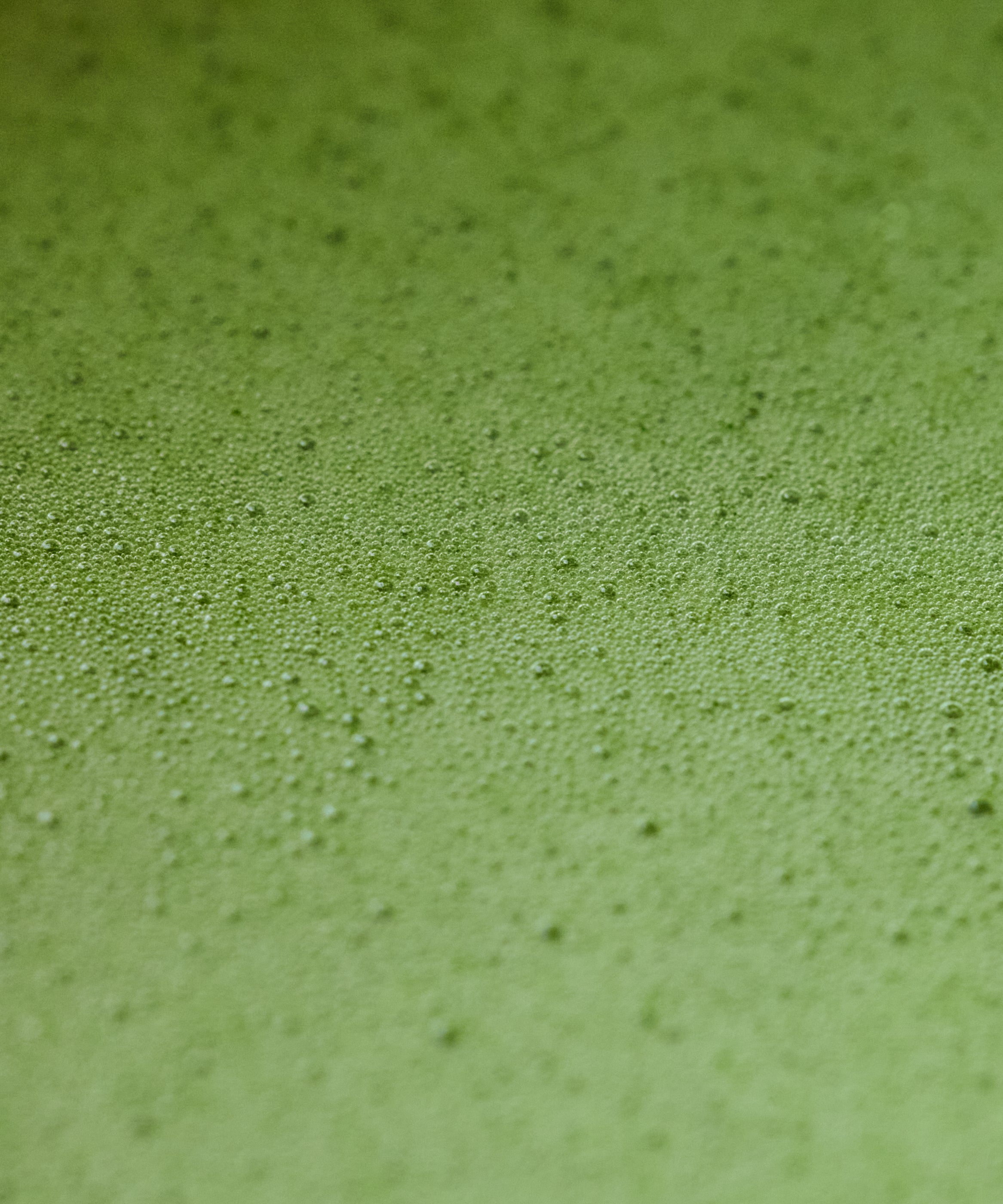 Matcha "Seihyo no Shiro"