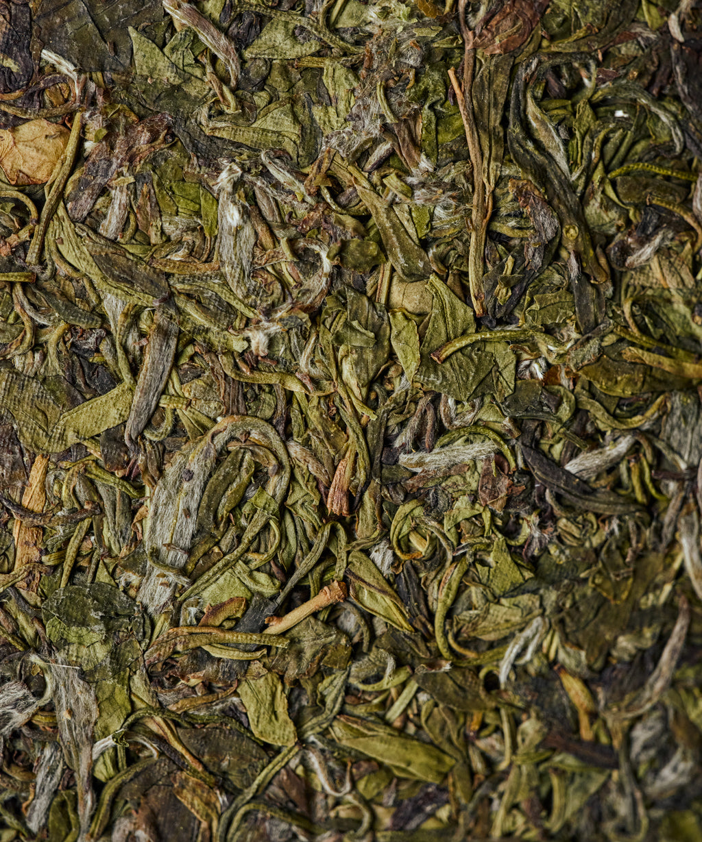 Huangtang Yellow Broth 2021 pressed cake by Mr. Huang's family from Pingyang, Wenzhou Zhejiang - heritage yellow tea aged 5 years