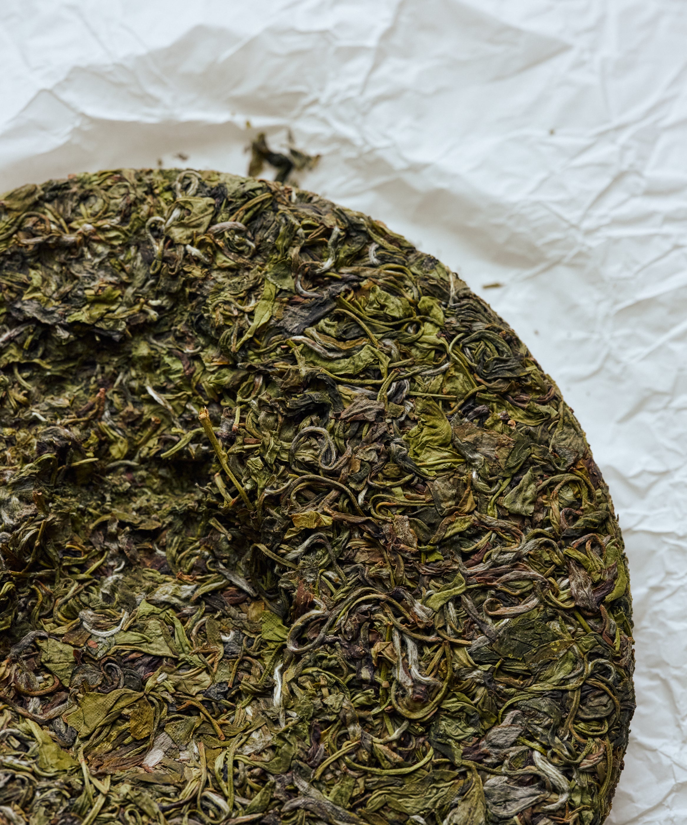 Huangtang Yellow Broth 2021 pressed cake top view showing delicate leaves and stems