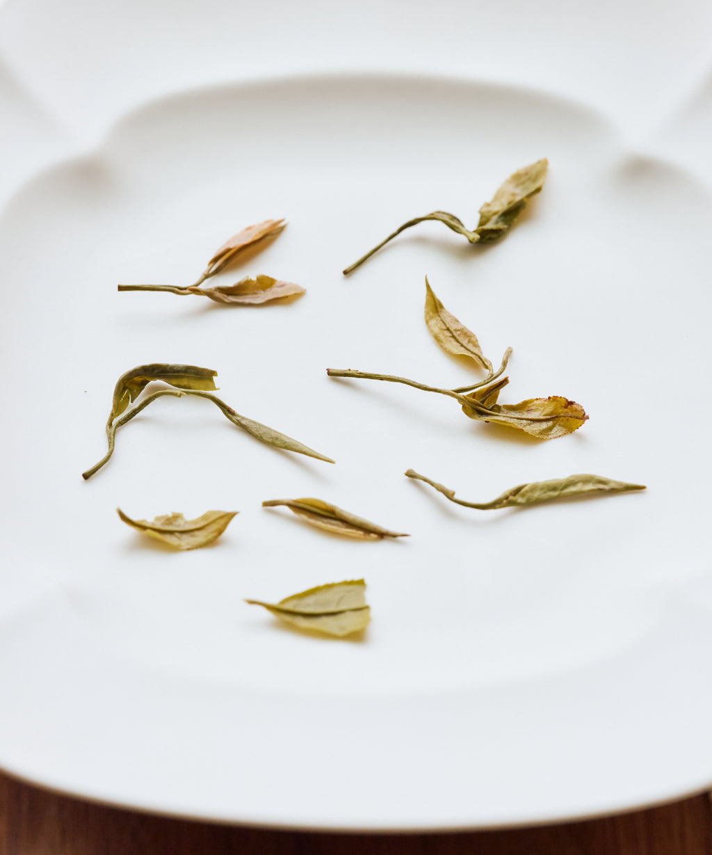 Wet Huangtang Yellow Broth leaves after brewing - heritage yellow tea revived by Mr. Huang's family