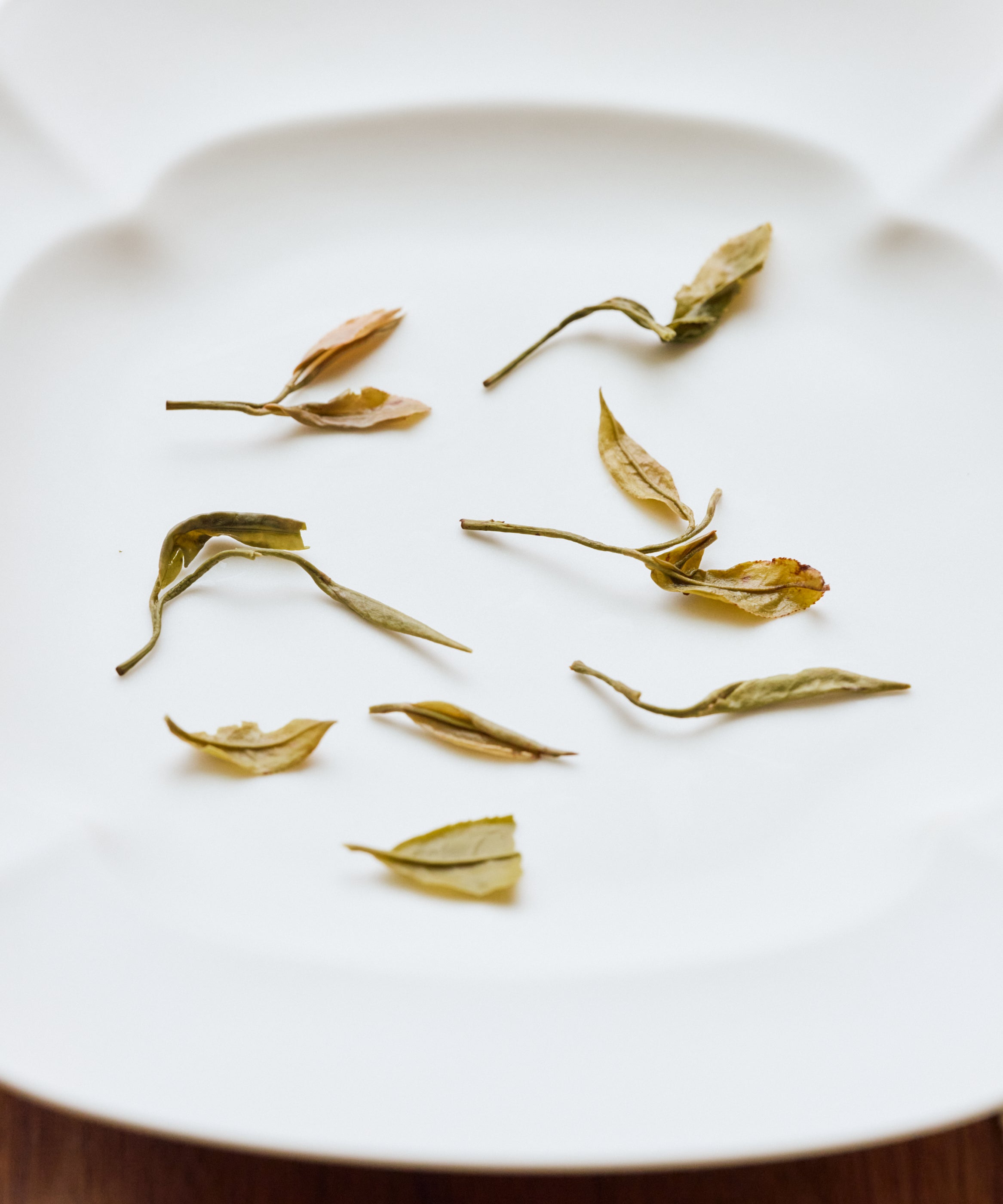 Wet Huangtang Yellow Broth leaves after brewing - heritage yellow tea revived by Mr. Huang's family