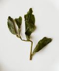 Cuifeng High Mountain oolong fresh leaves — Mr. Li's 8500 ft farm on Emerald Peak, Hehuanshan, Taiwan