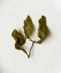Jinxuan Milk Oolong from Alishan, Taiwan — naturally creamy high mountain oolong with vanilla cookie and sweet cream notes