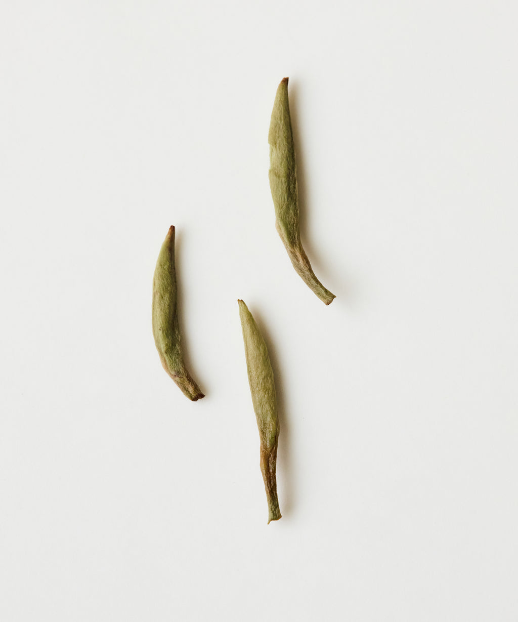 Semi Wild Silver Needle by Mr. Fan — foraged from abandoned Zhenghe Dabai trees at 3600 ft, Fujian