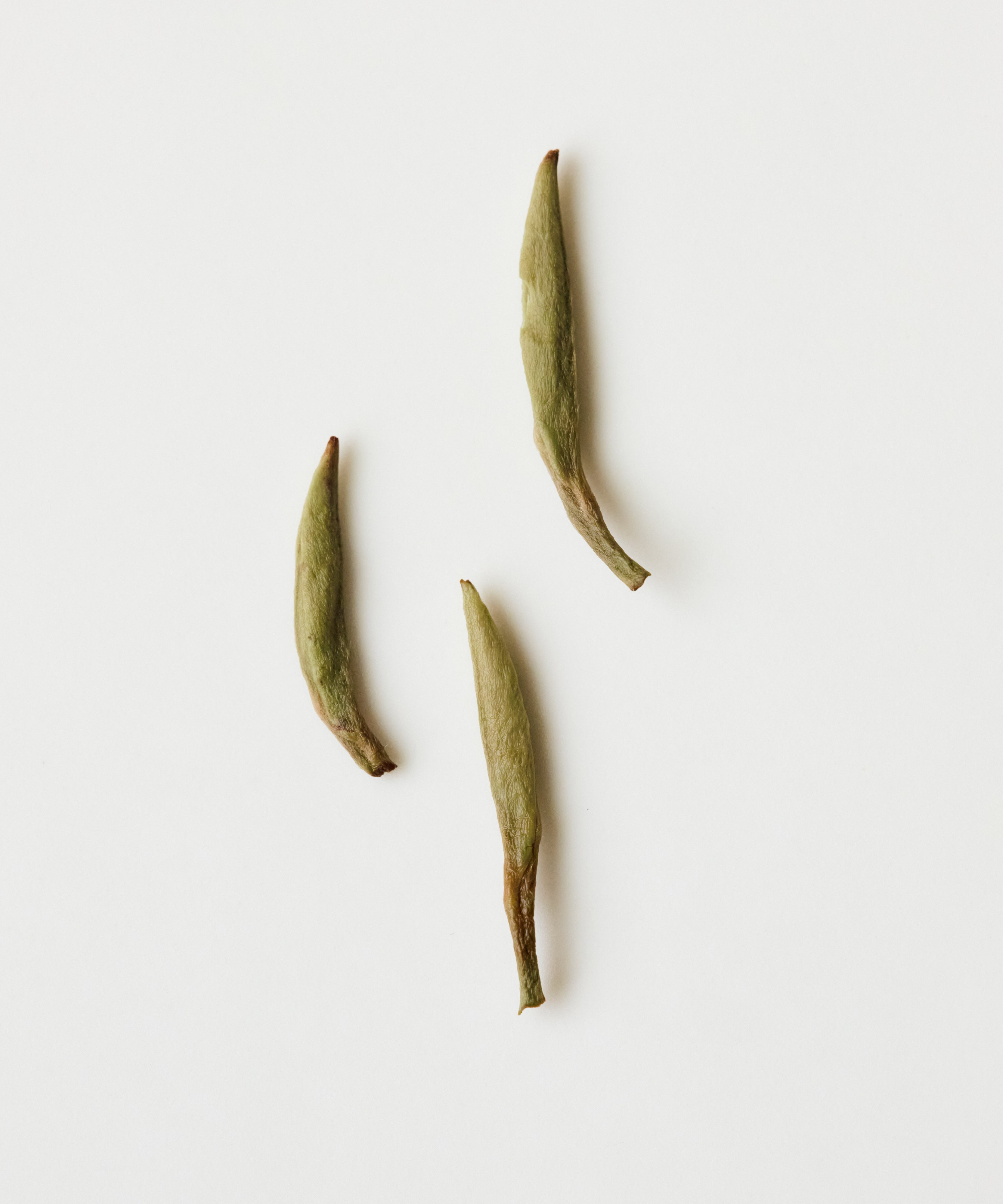 Semi Wild Silver Needle by Mr. Fan — foraged from abandoned Zhenghe Dabai trees at 3600 ft, Fujian
