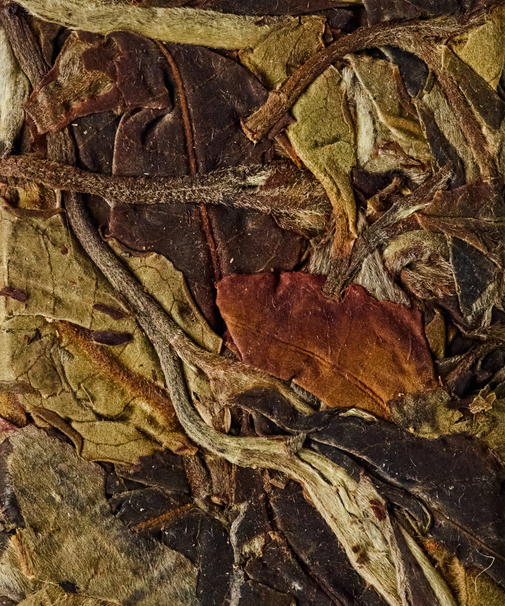 Arbor White ancient tree white tea from Mangnuo Village, Shuangjiang, Lincang — nectar and honey of alpine flowers