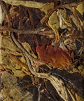 Arbor White ancient tree white tea from Mangnuo Village, Shuangjiang, Lincang — nectar and honey of alpine flowers