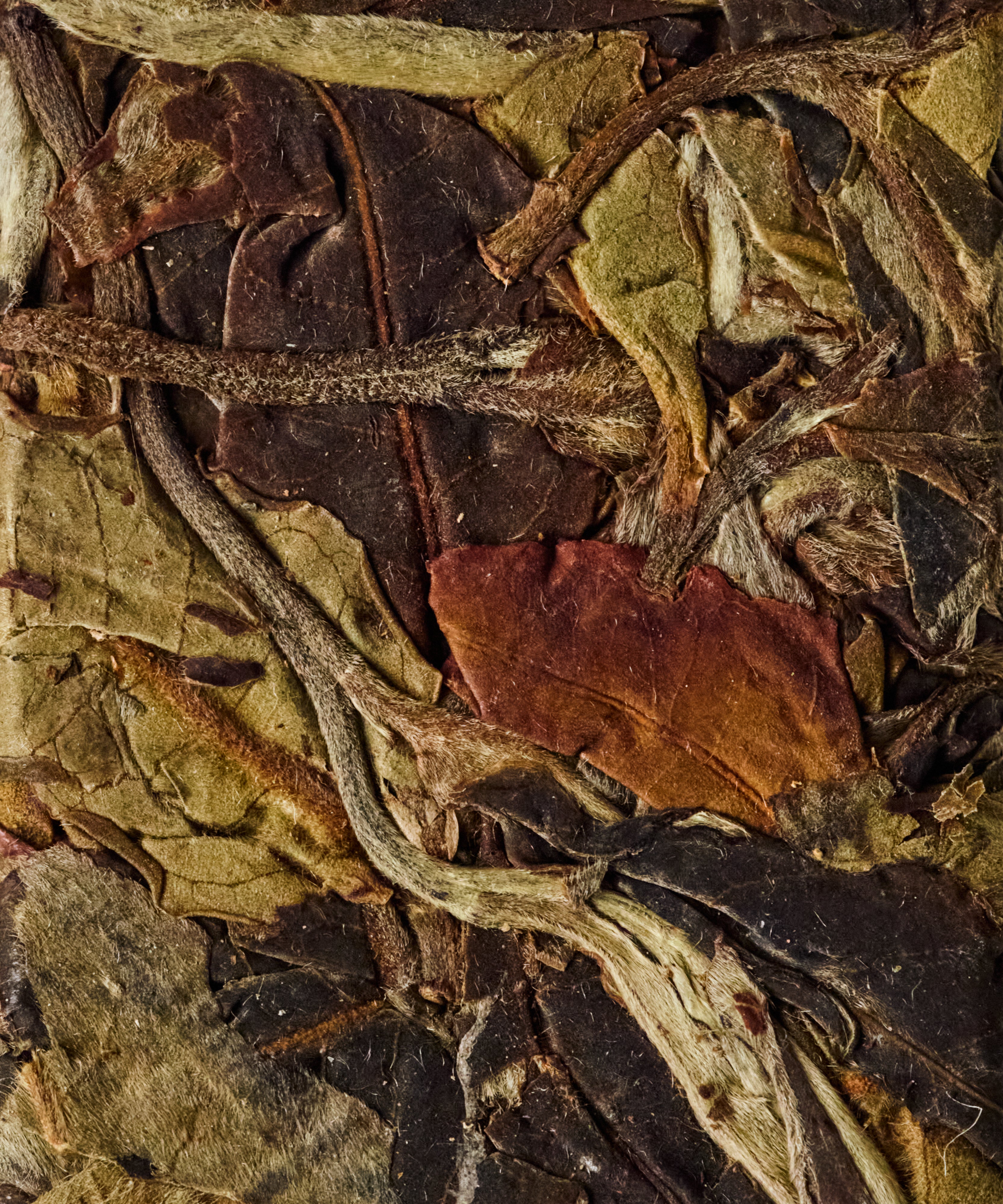 Arbor White ancient tree white tea from Mangnuo Village, Shuangjiang, Lincang — nectar and honey of alpine flowers