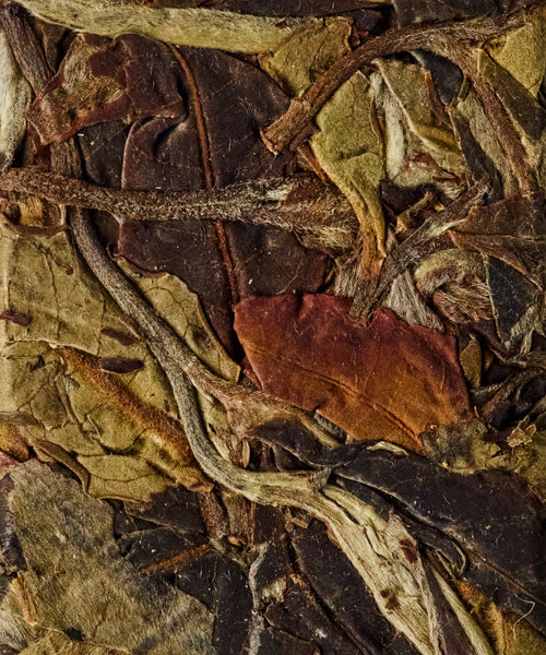 Arbor White ancient tree white tea from Mangnuo Village, Shuangjiang, Lincang — nectar and honey of alpine flowers