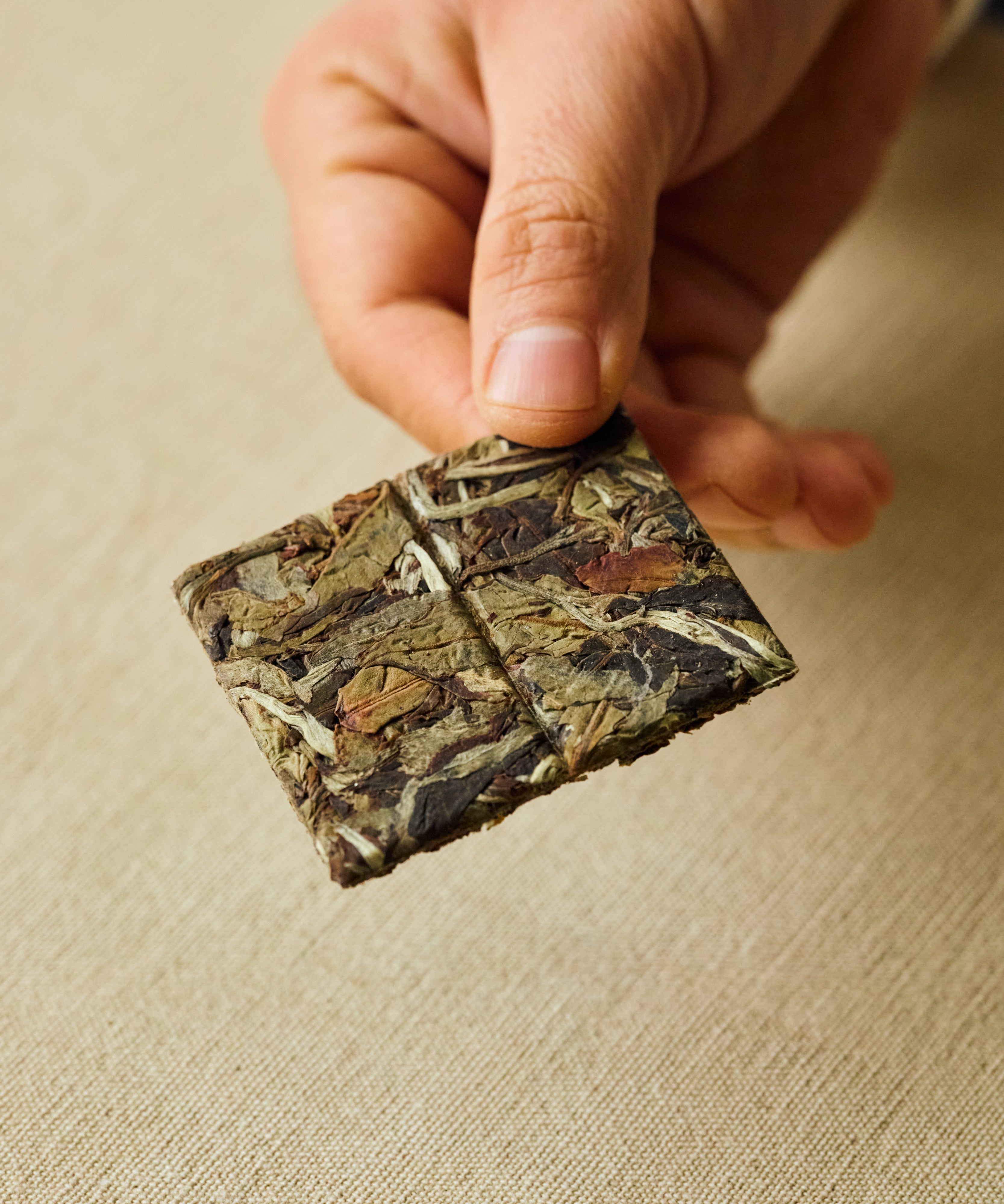 Brewing Arbor White — ancient tree white tea withered 72 hours on bamboo mats, Shuangjiang, Lincang