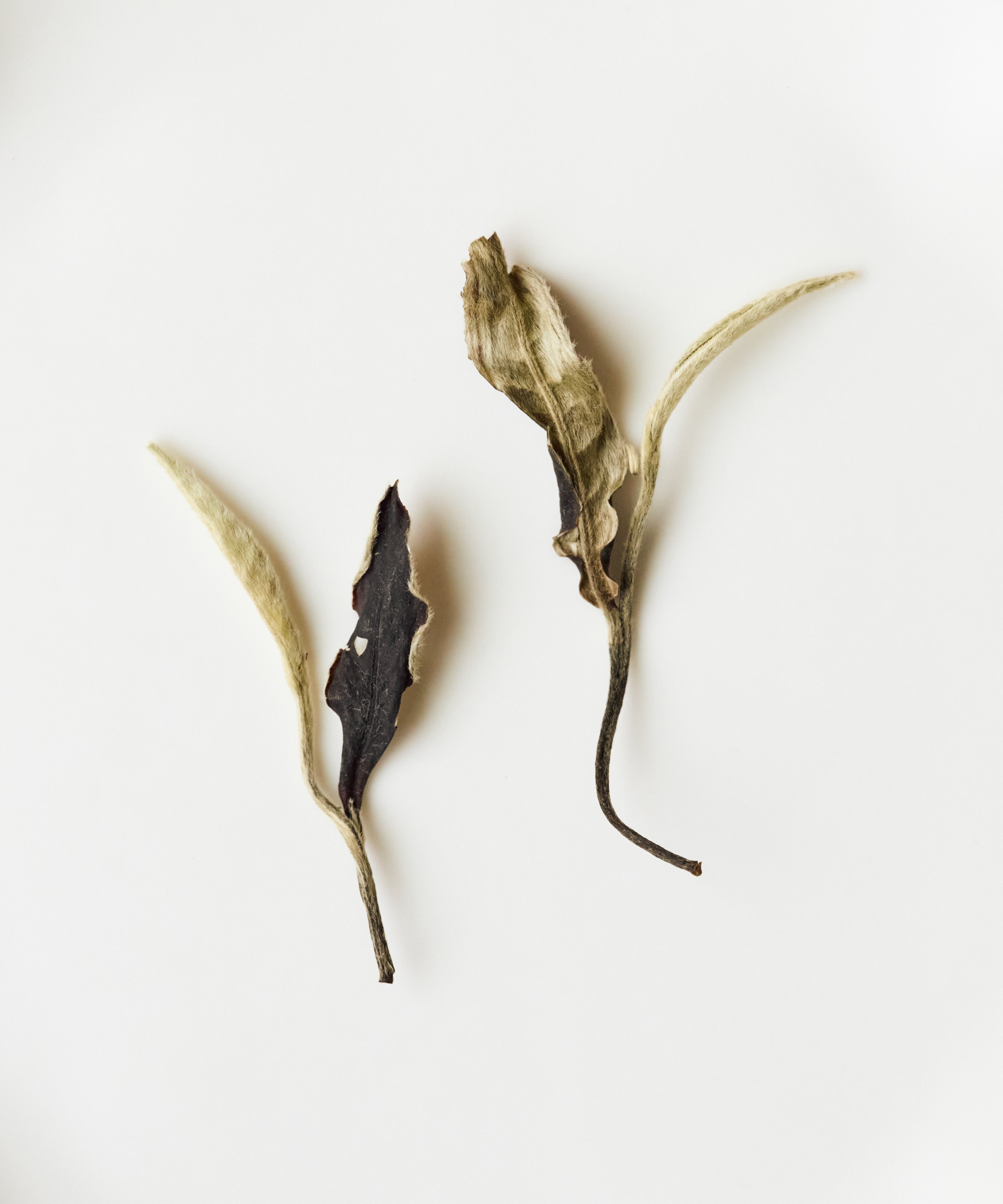 Detail of White Moonlight showing silvery downy buds and dark leaf contrast