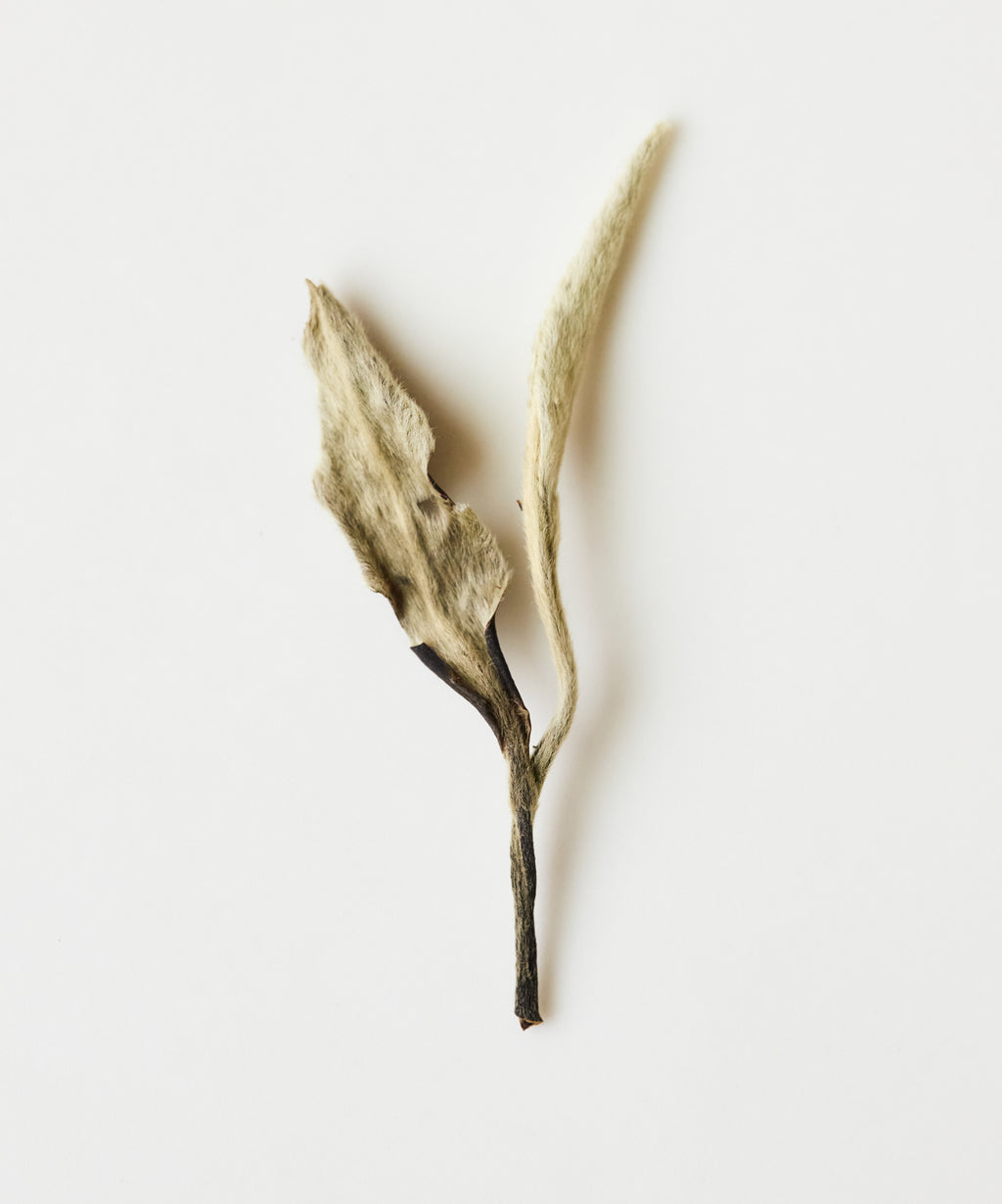 Dry White Moonlight leaves close-up - organic biodynamic white tea from Jinggu, Yunnan