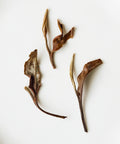 White Moonlight white tea leaves arranged on a clean surface - Mr. Tang's Jinggu Big White pu'erh tree leaves, Yunnan