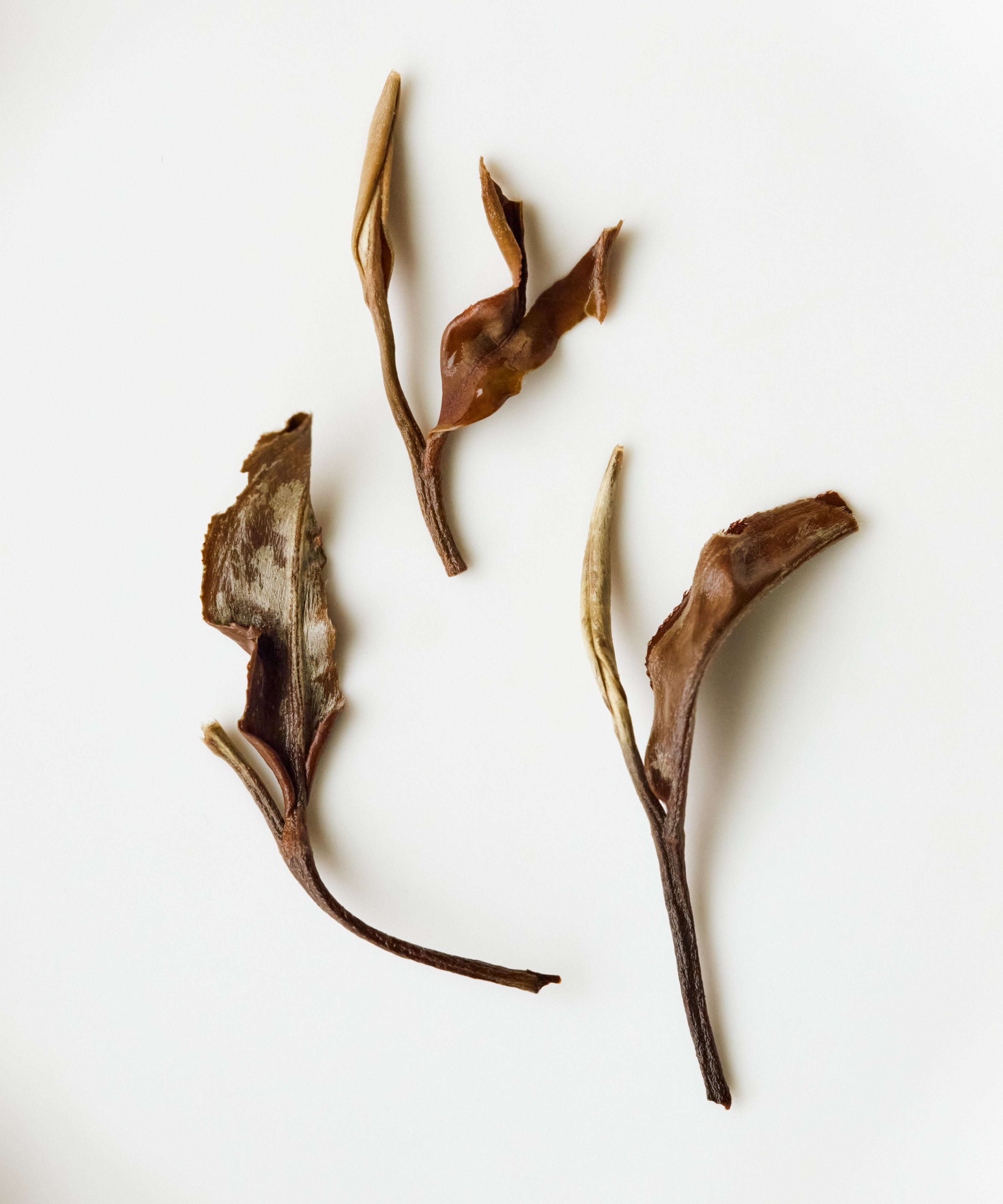 White Moonlight white tea leaves arranged on a clean surface - Mr. Tang's Jinggu Big White pu'erh tree leaves, Yunnan