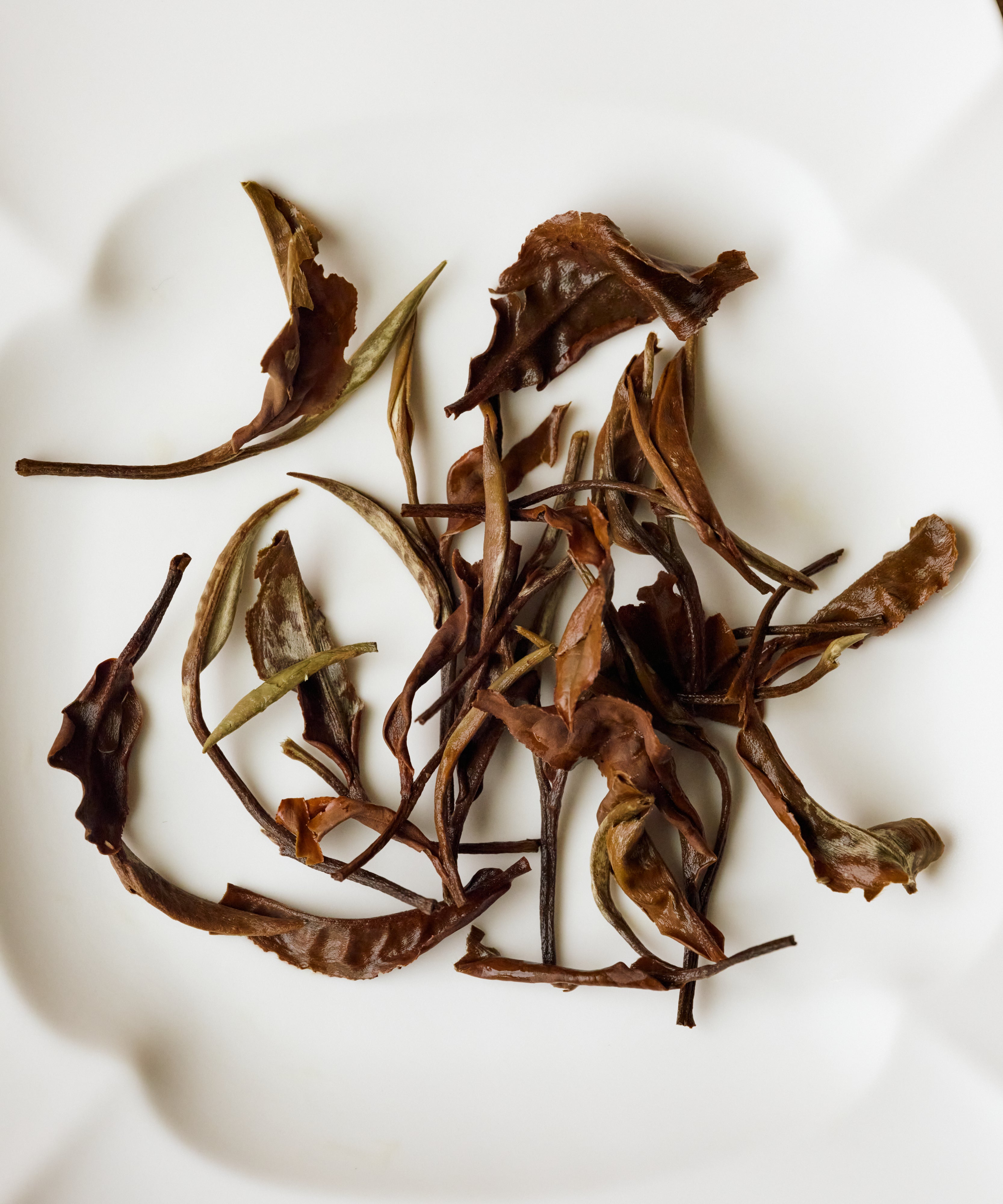 Cup of White Moonlight white tea - Mr. Tang's pioneering Jinggu Big White from Yunnan