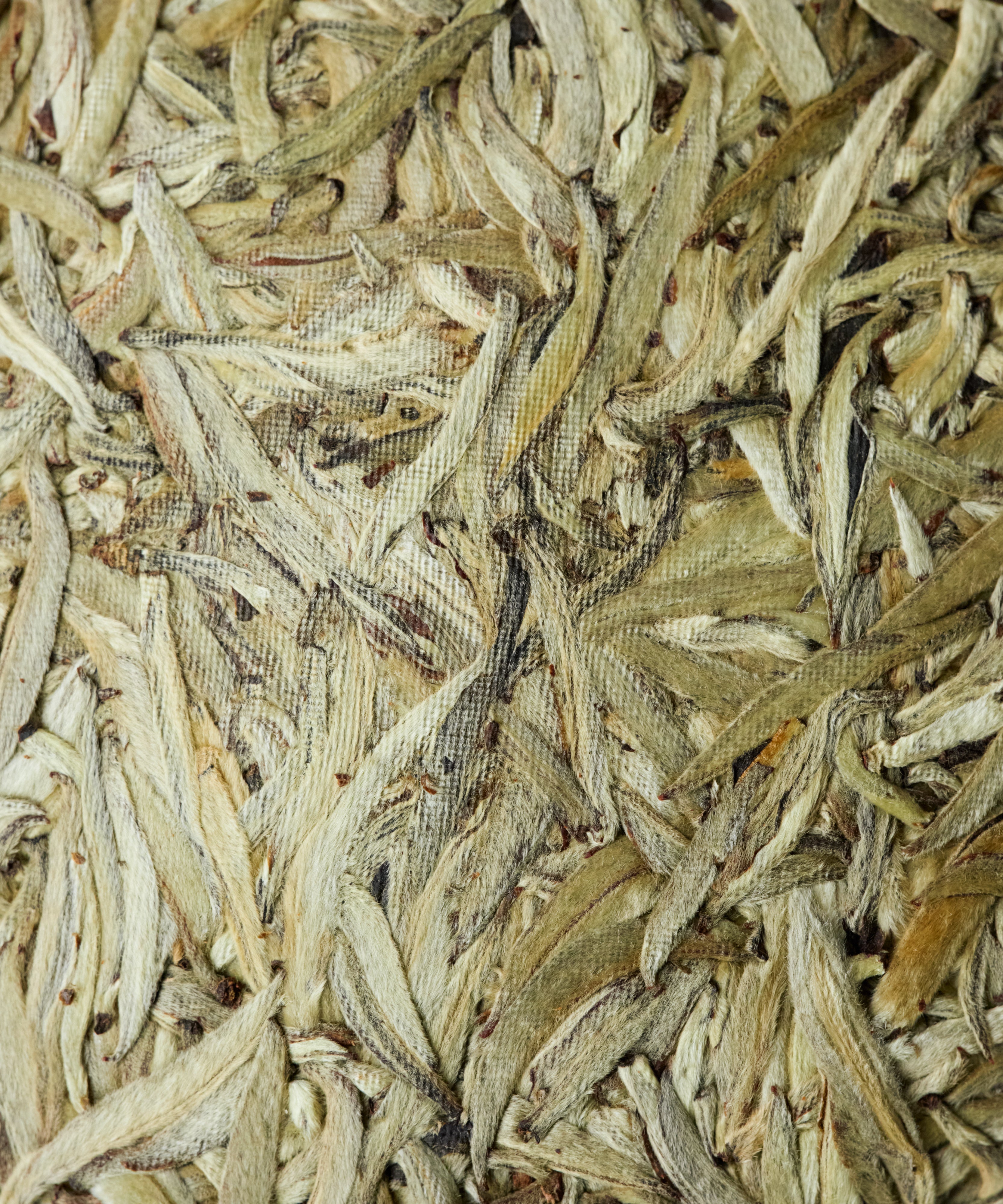 Silver Needle white tea by Mr. Tang from Jinggu Big White pu'erh tree buds, Yunnan