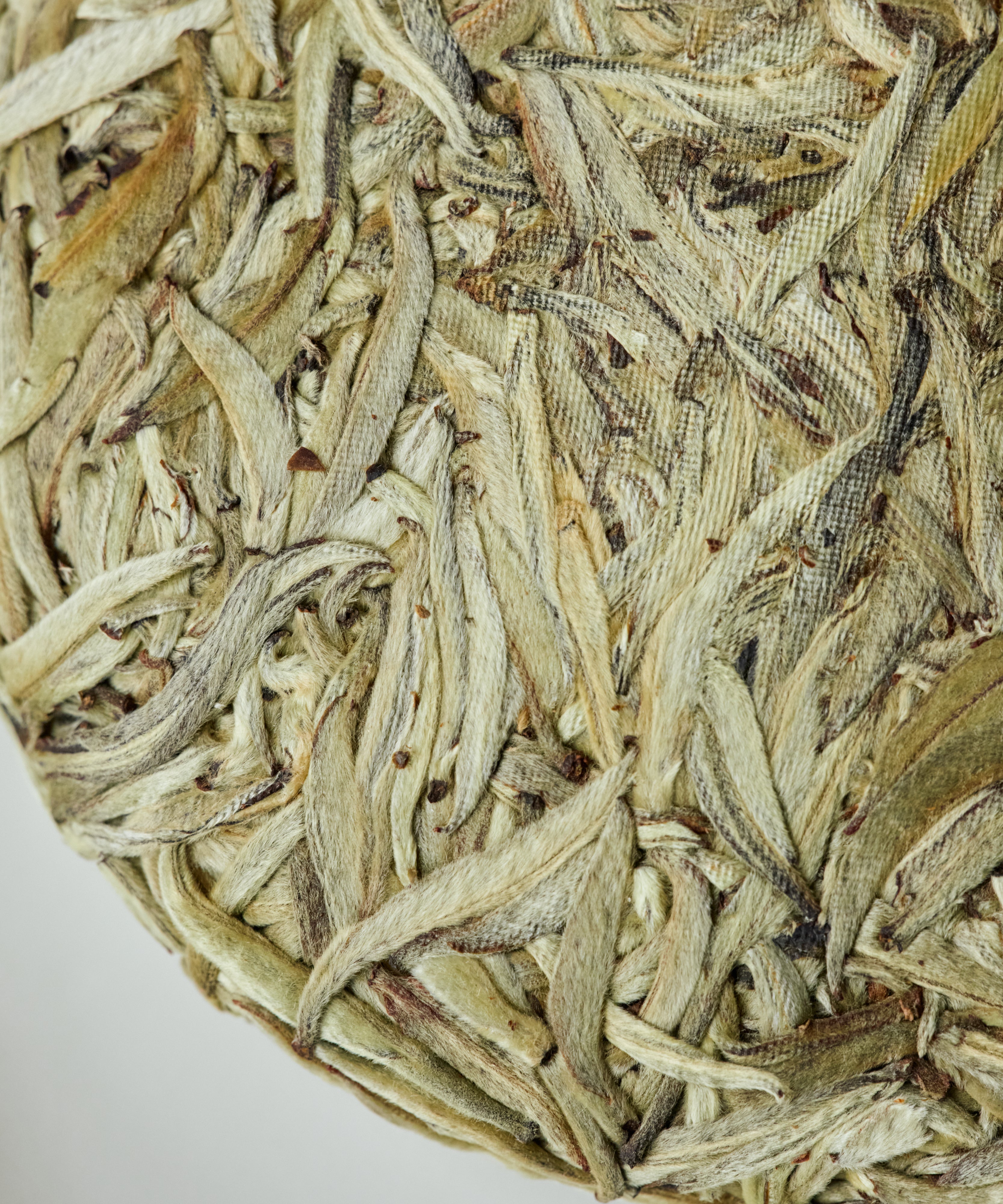 Silver Needle white tea buds close-up showing the silvery down