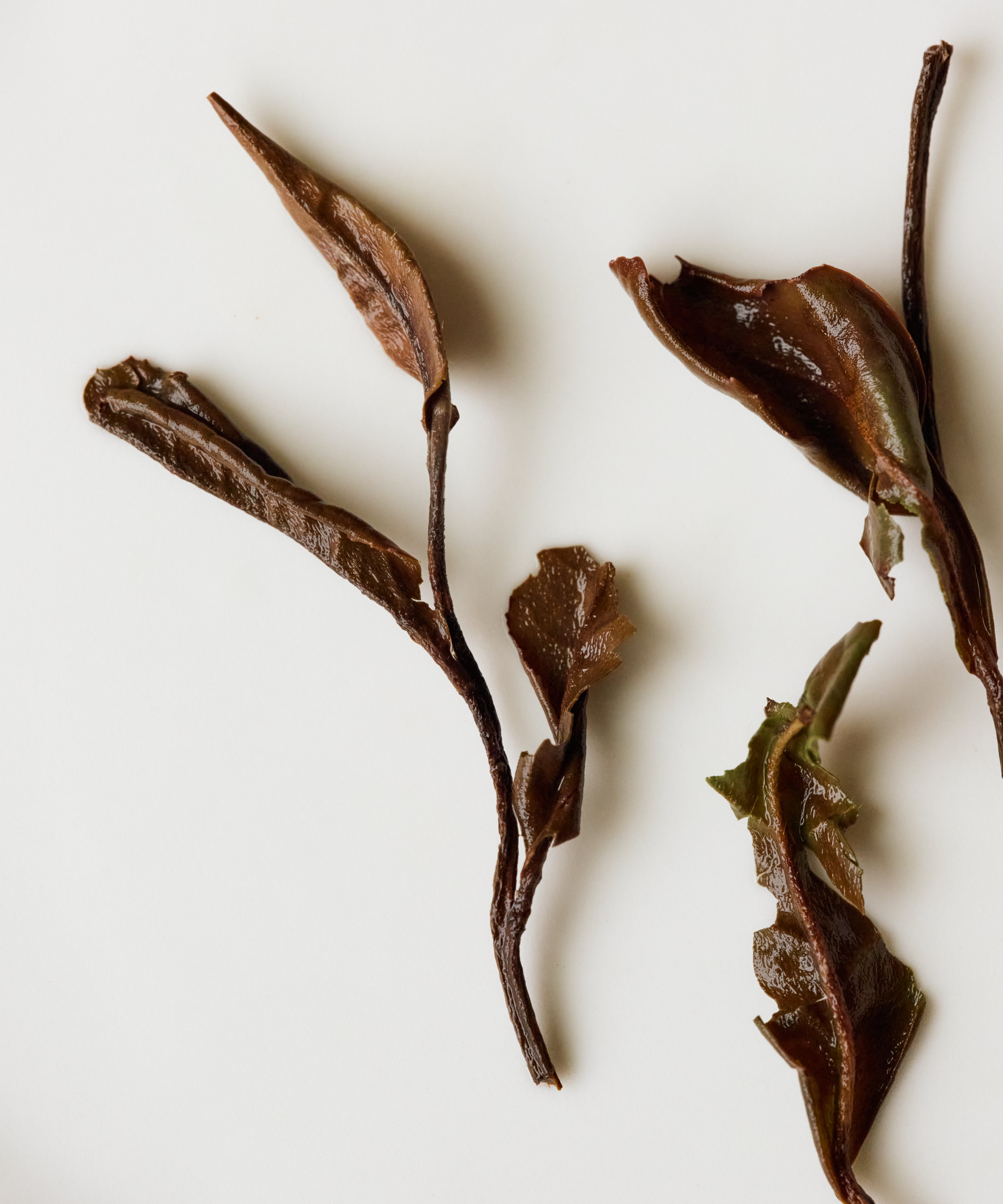 Semi Wild Shou Mei liquor — gentle, woody white tea with autumnal forest floor notes, Zhenghe