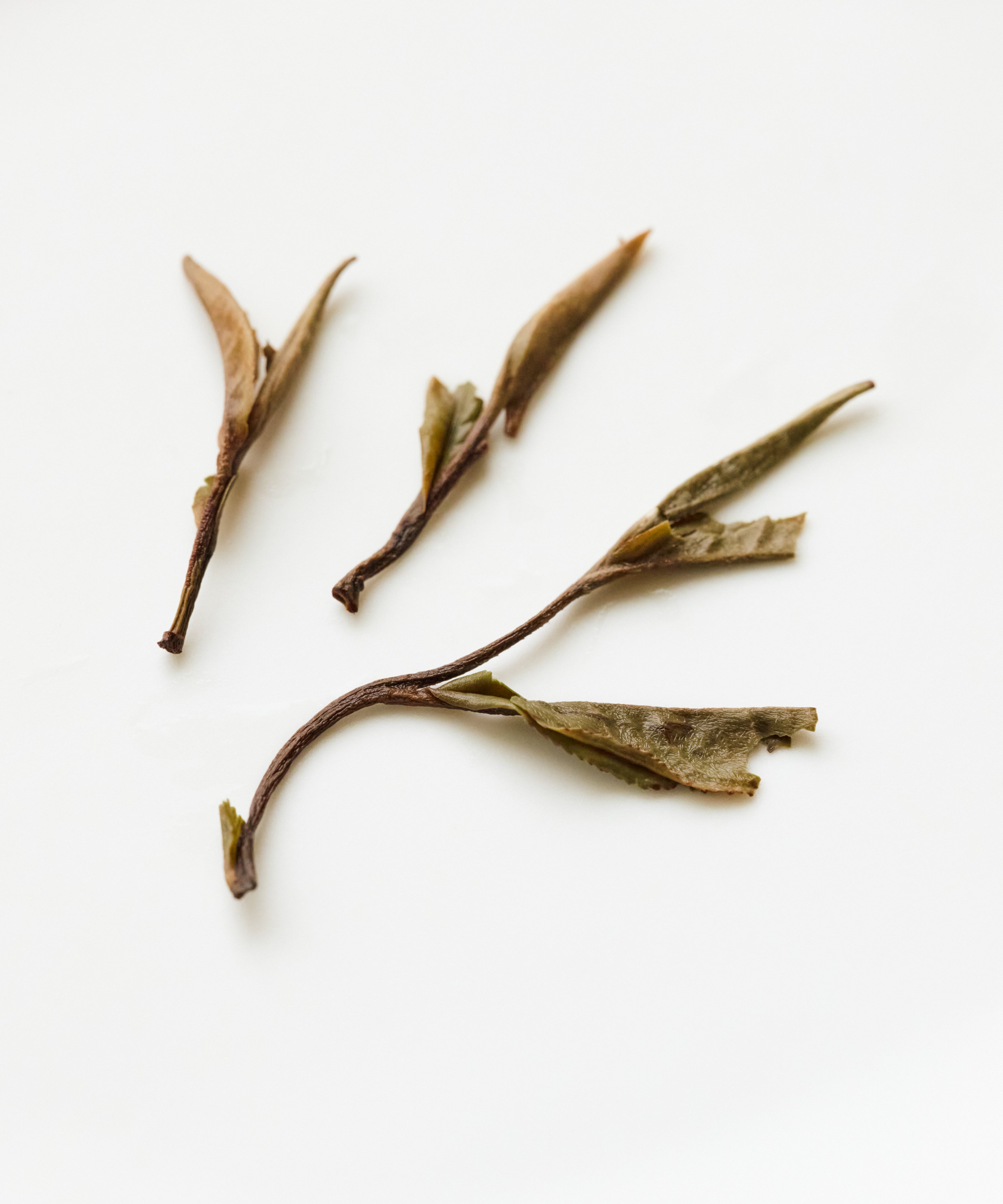 Semi Wild White Peony liquor — earthy, brambly, warm with patient depth, Zhenghe, Fujian