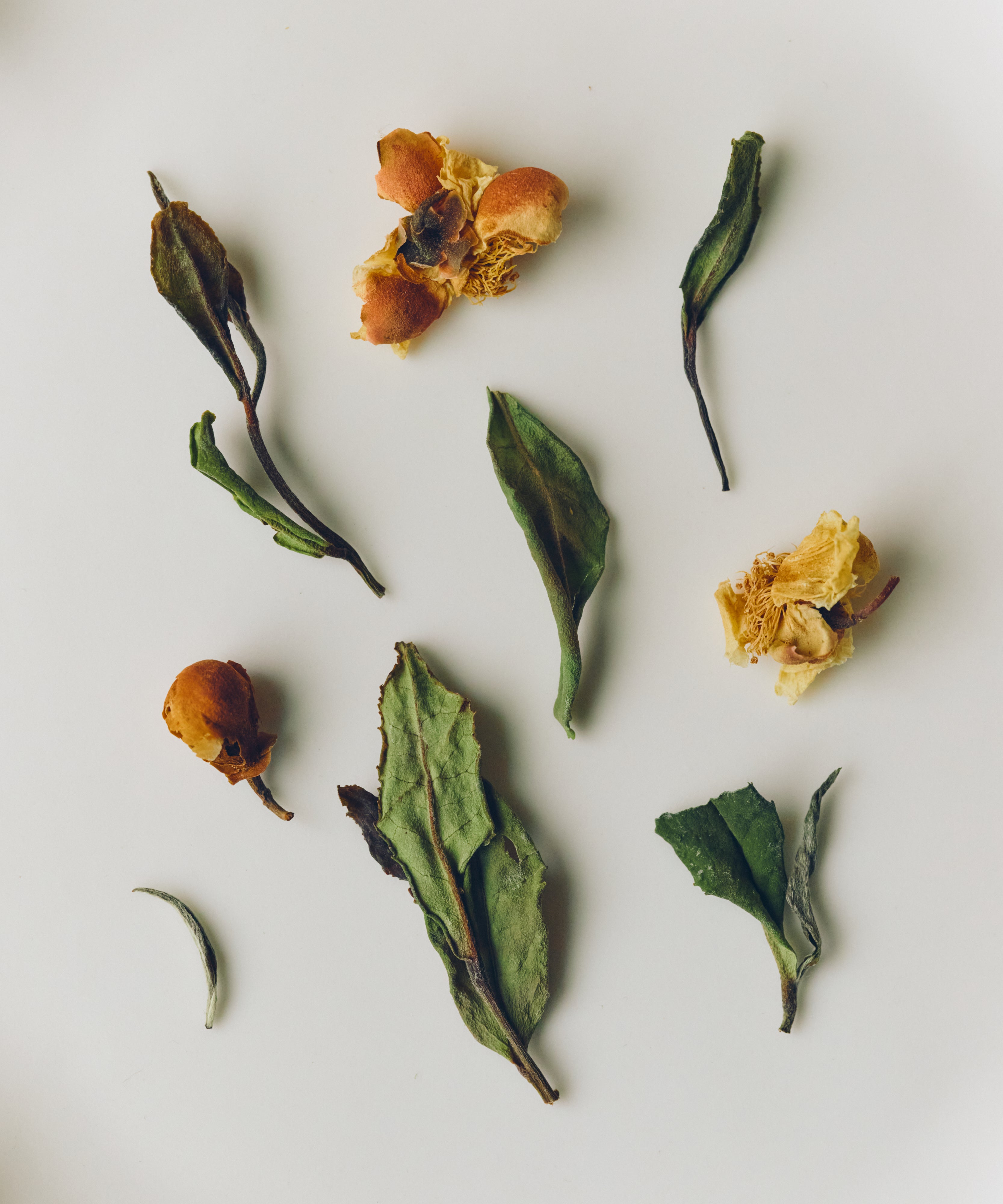 Laoshan White & Tea Blossoms dry leaves — white tea with tea blossoms from Laoshan, Shandong