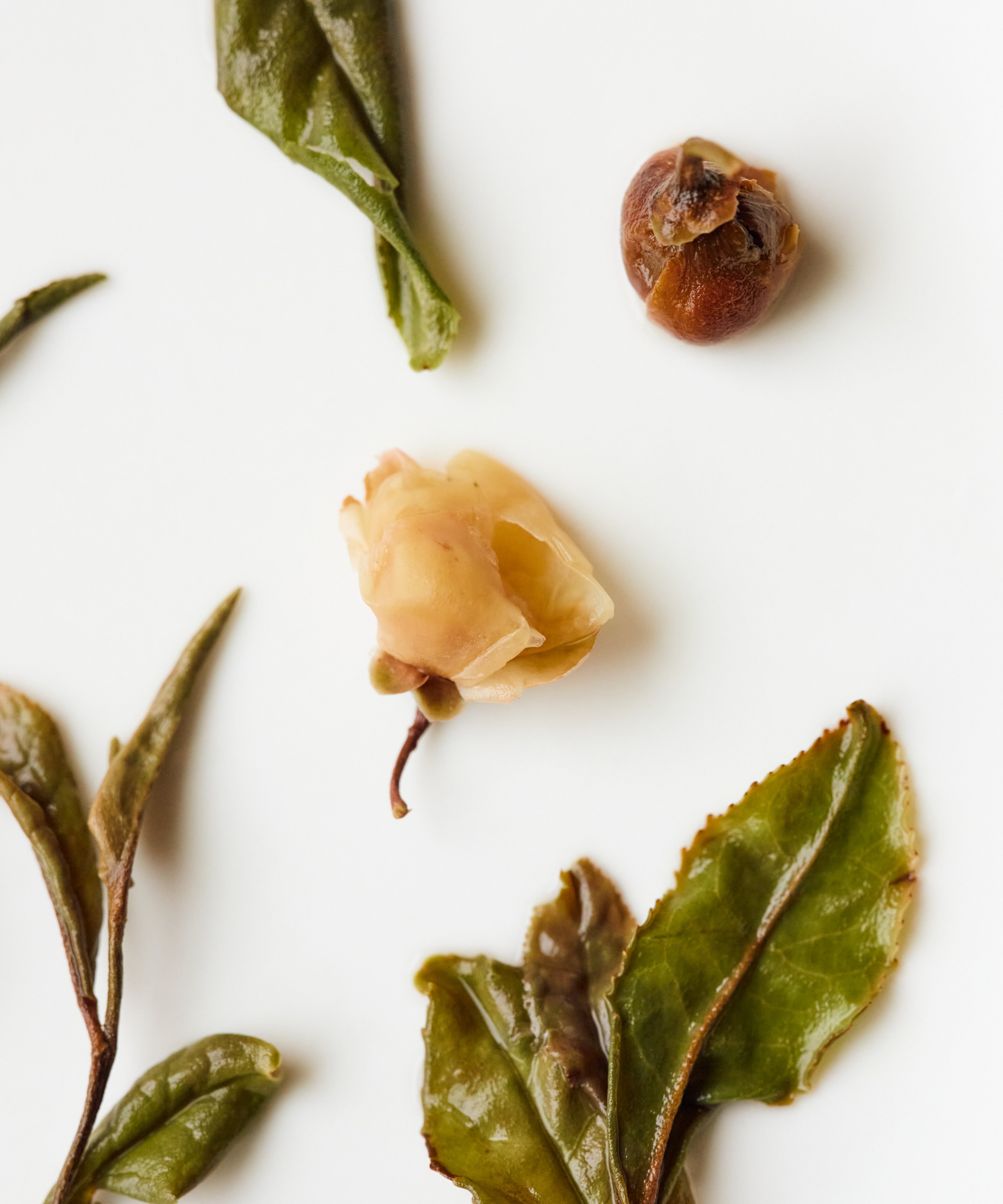 Laoshan White & Tea Blossoms