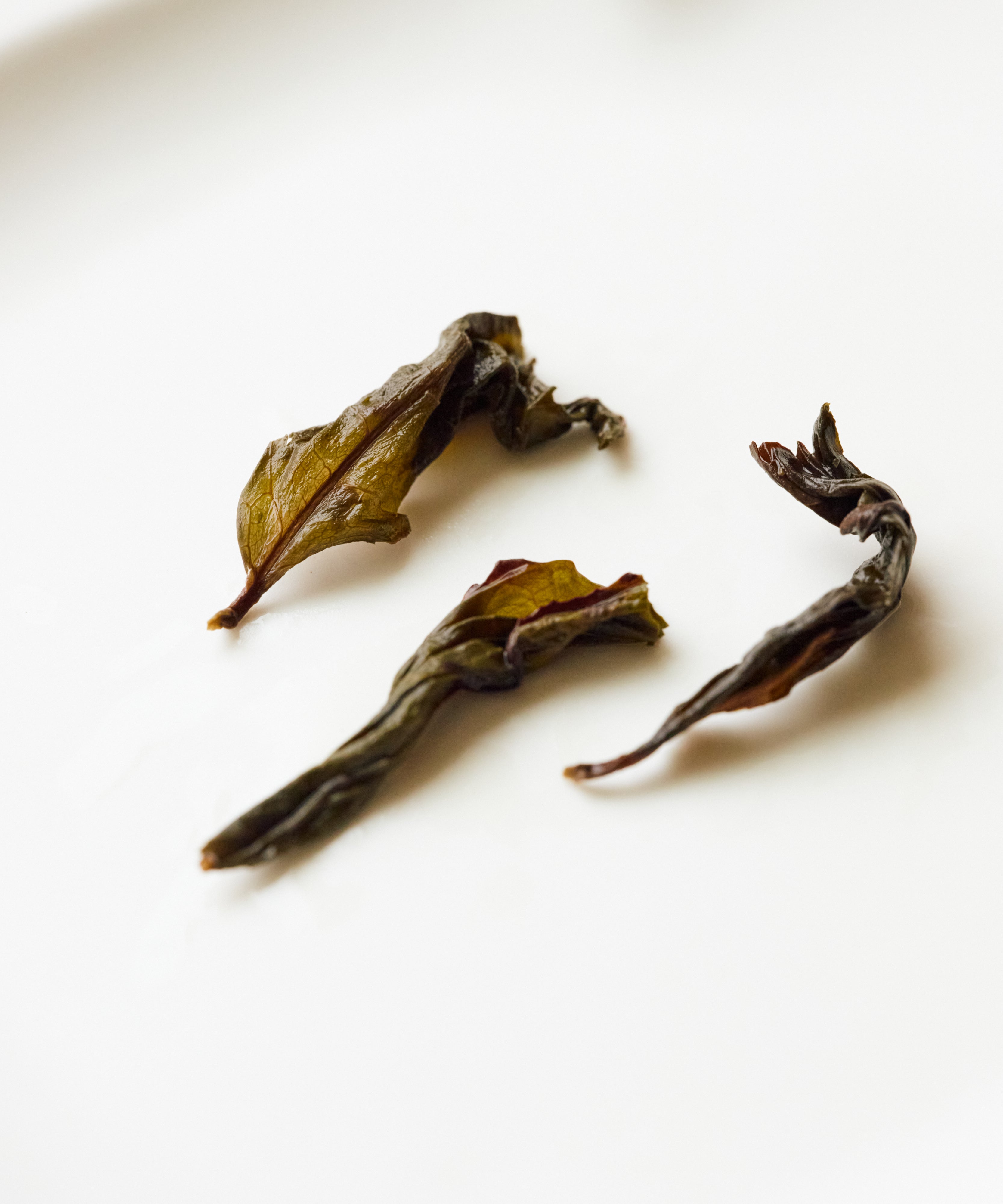 Brewing Semi Wild Old Grove Buddha's Hand — charcoal roasted oolong from semi-wild trees, Yongchun, Fujian
