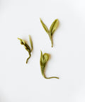 Huoqing Fire Jade fresh leaves — rare pan-fried green tea from century-old trees in Huangtian, Anhui