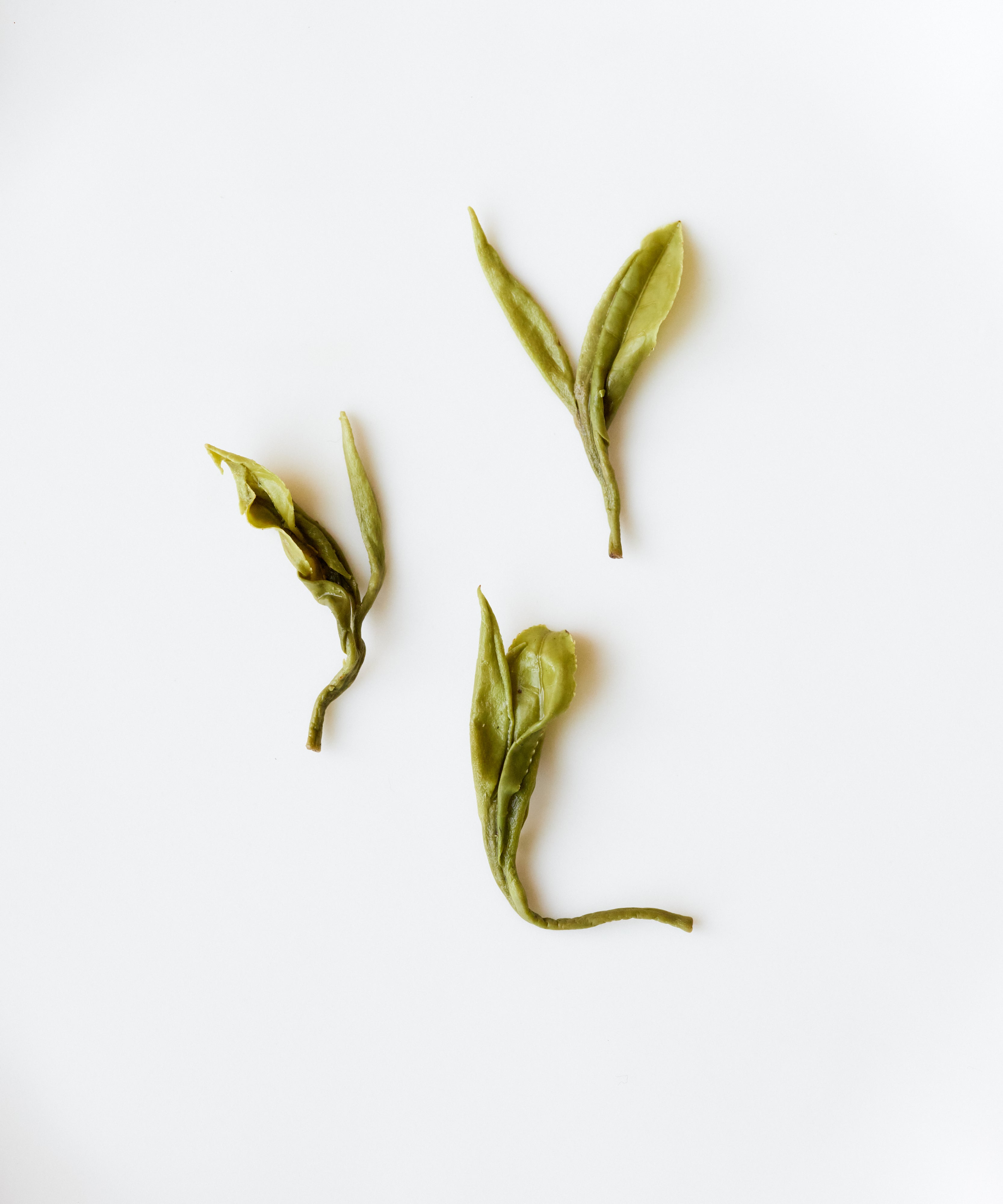 Huoqing Fire Jade fresh leaves — rare pan-fried green tea from century-old trees in Huangtian, Anhui