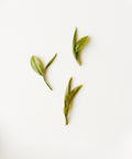 Master Tang's Dragonwell
