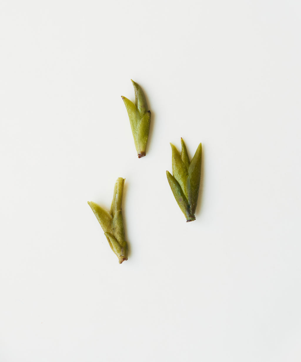 Daxueshan Wild Pu'erh Shoots