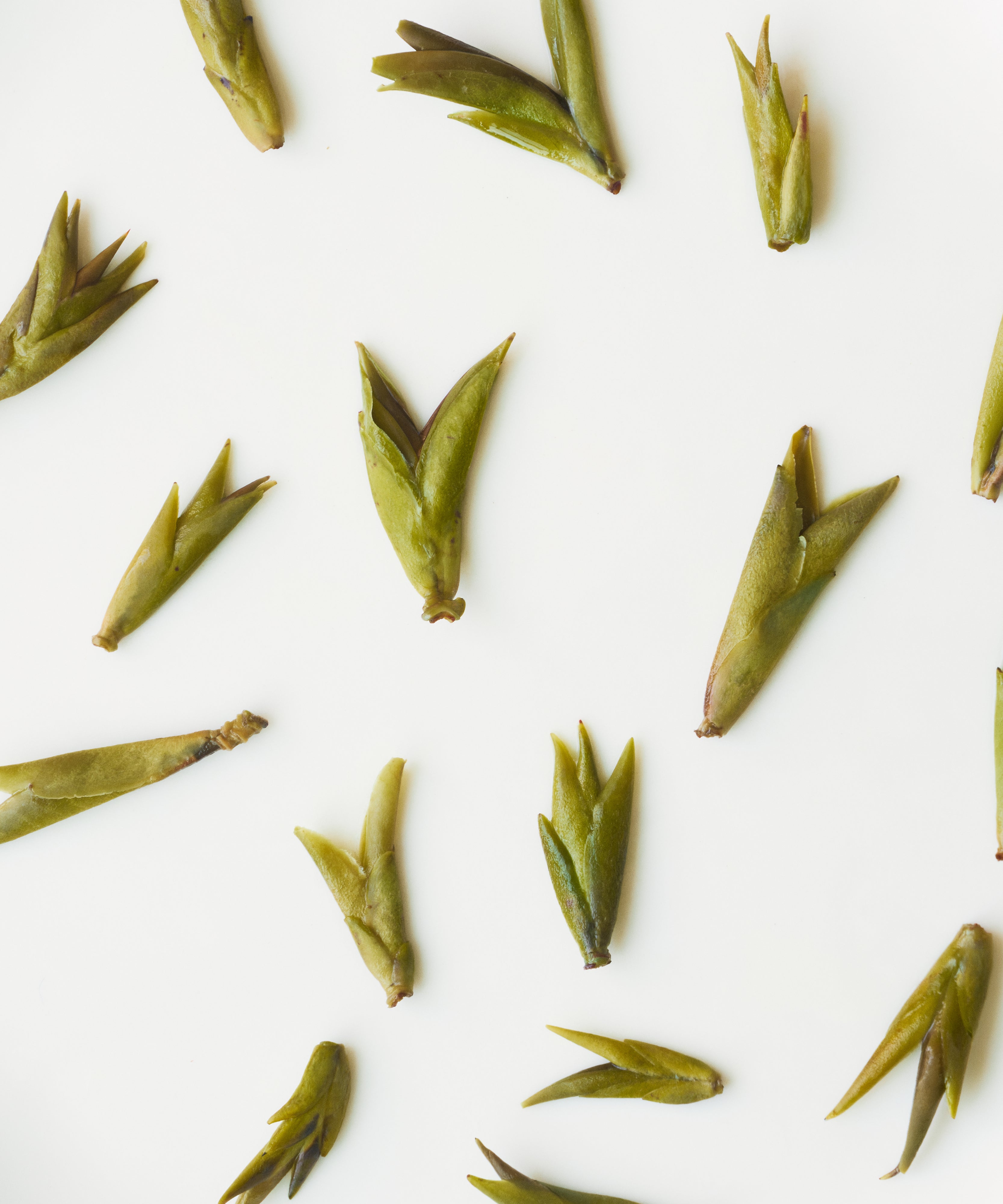Daxueshan Wild Pu'erh Shoots