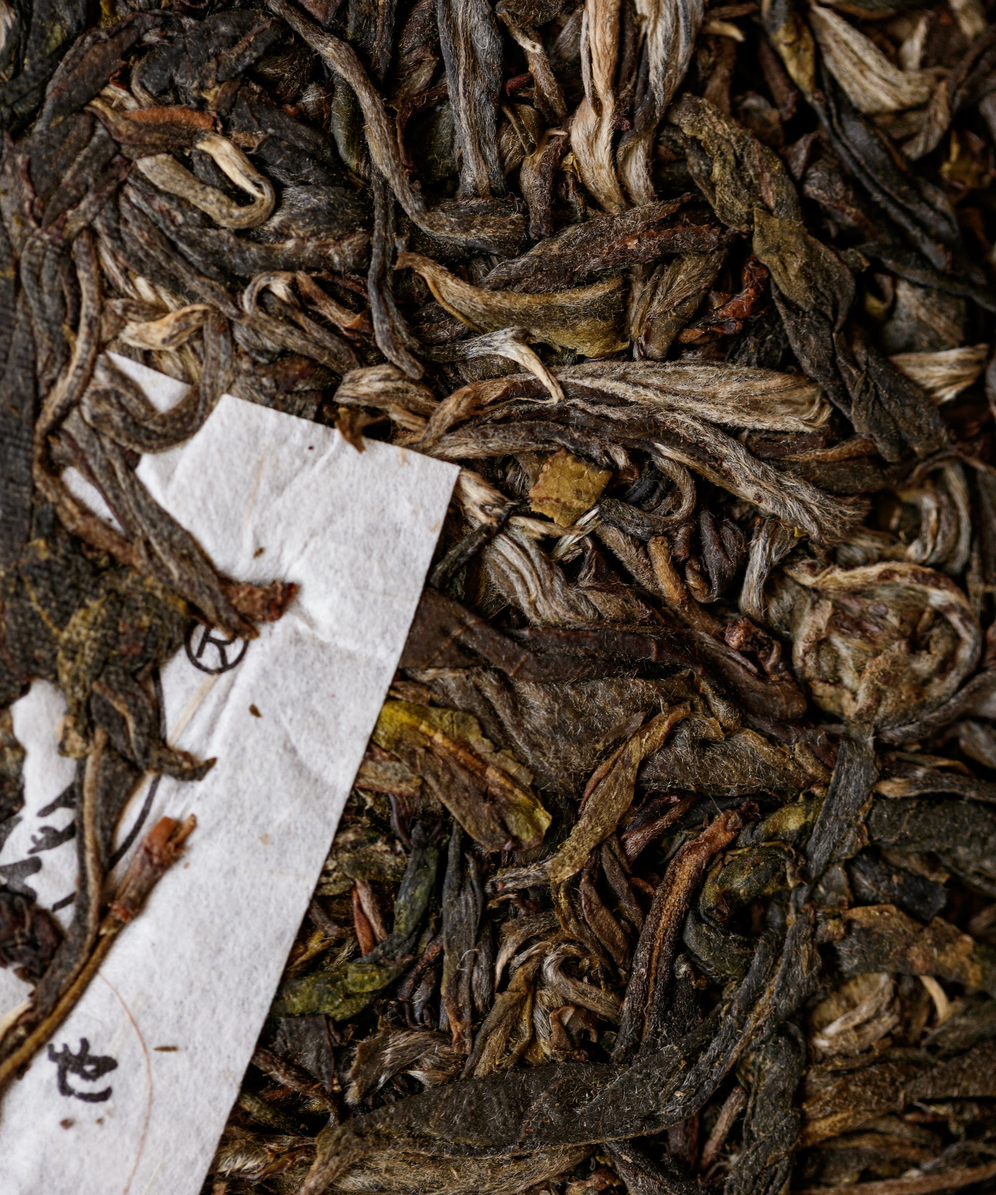 Fountain of the Forest sheng pu'erh by Tang Wang — wild foraged from jungle trees, Jinggu, Yunnan
