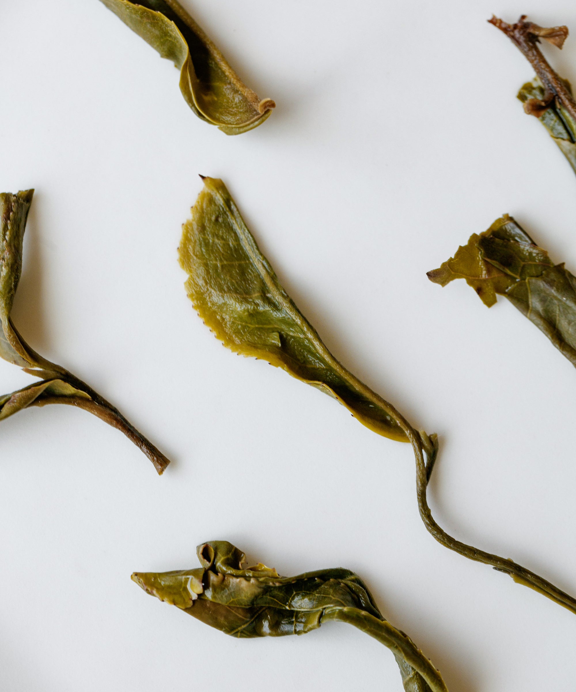 Brewed Jiutaipo Ancient Tree in cups — saliva-invoking pu'erh with volcanic and hot rock sensation