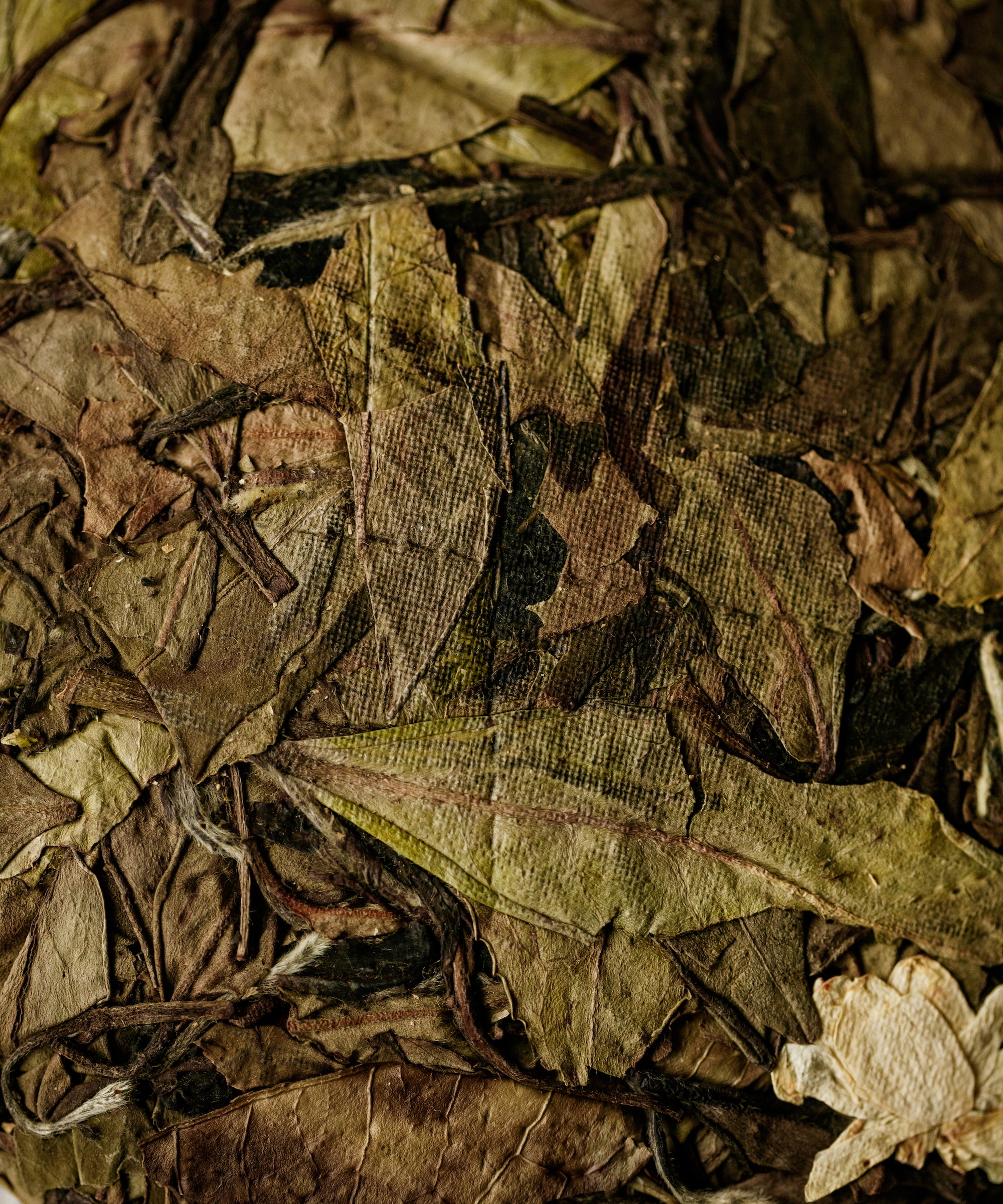 Jasmine Wild White pressed tea cake — Mr. Fan's semi-wild shou mei with alpine jasmine, Zhenghe, Fujian