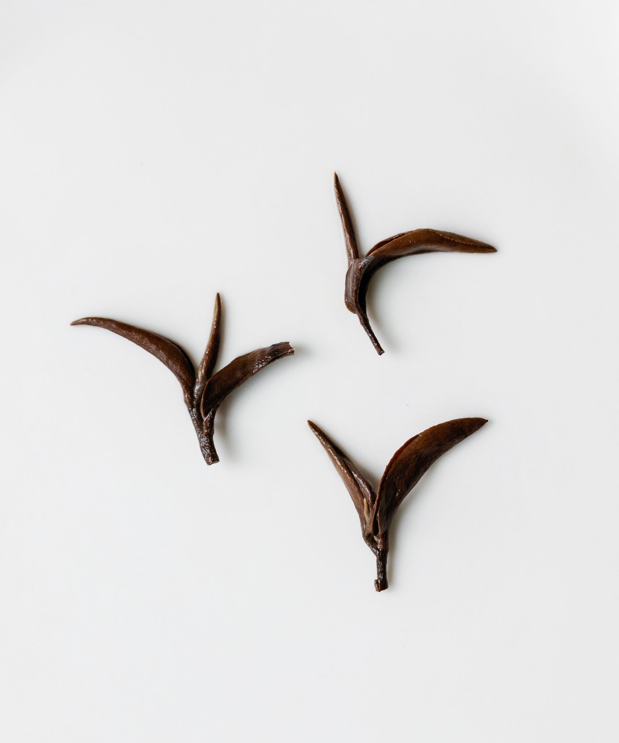 Oriental Beauty bug-bitten oolong from Beipu, Hsinchu, Taiwan — silky mouthfeel with minty floral and tropical fruit