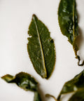 Alishan High Mountain oolong fresh leaves — winter harvest high-altitude Taiwanese oolong with cinnamon, clove, and cardamom notes
