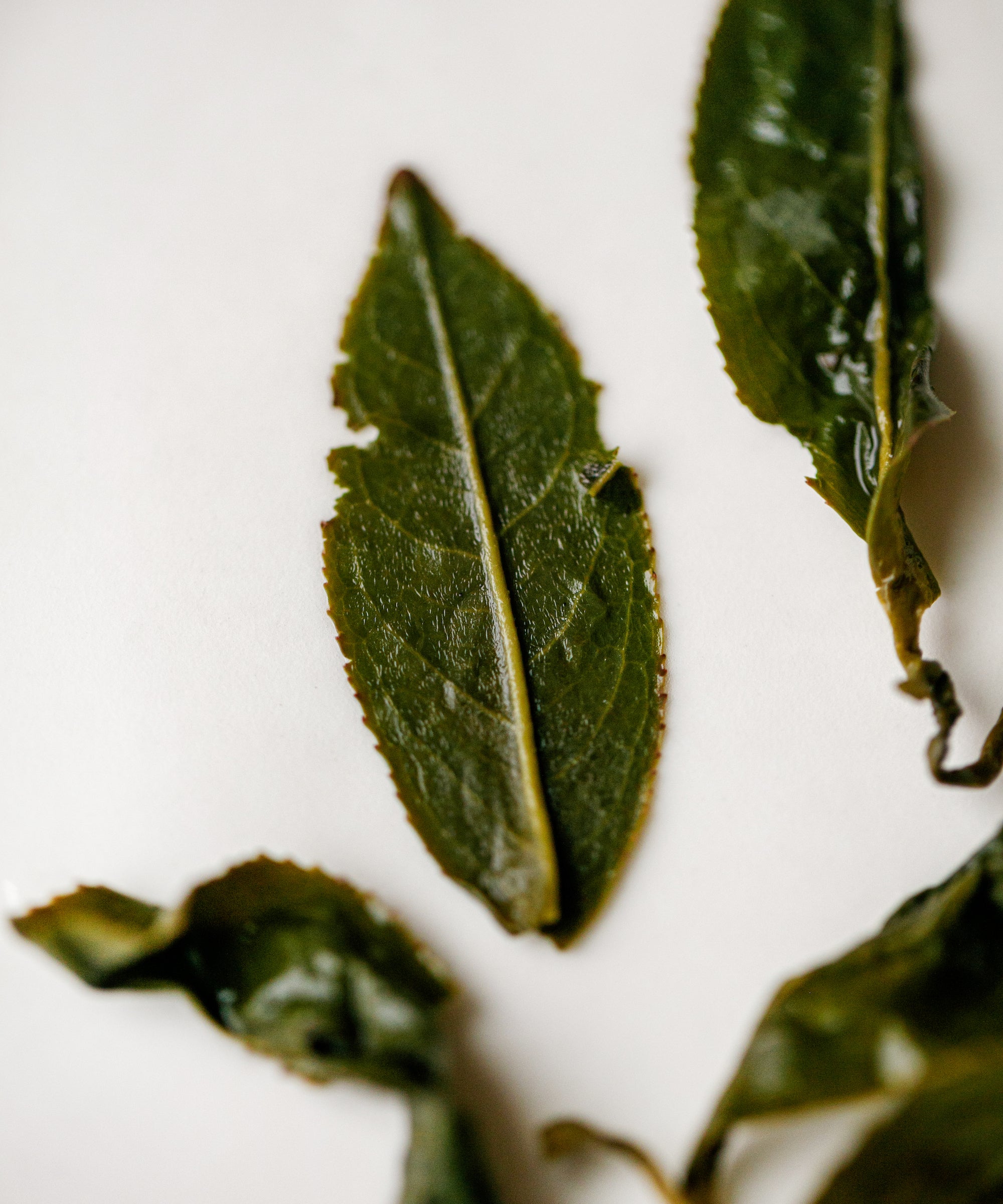 Alishan High Mountain oolong fresh leaves — winter harvest high-altitude Taiwanese oolong with cinnamon, clove, and cardamom notes