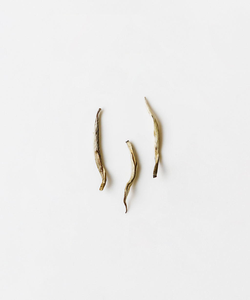 Silver tip green tea leaves from Hengxian, Guangxi - Jasmine Silver Tips, hand-scented six times with jasmine blossoms