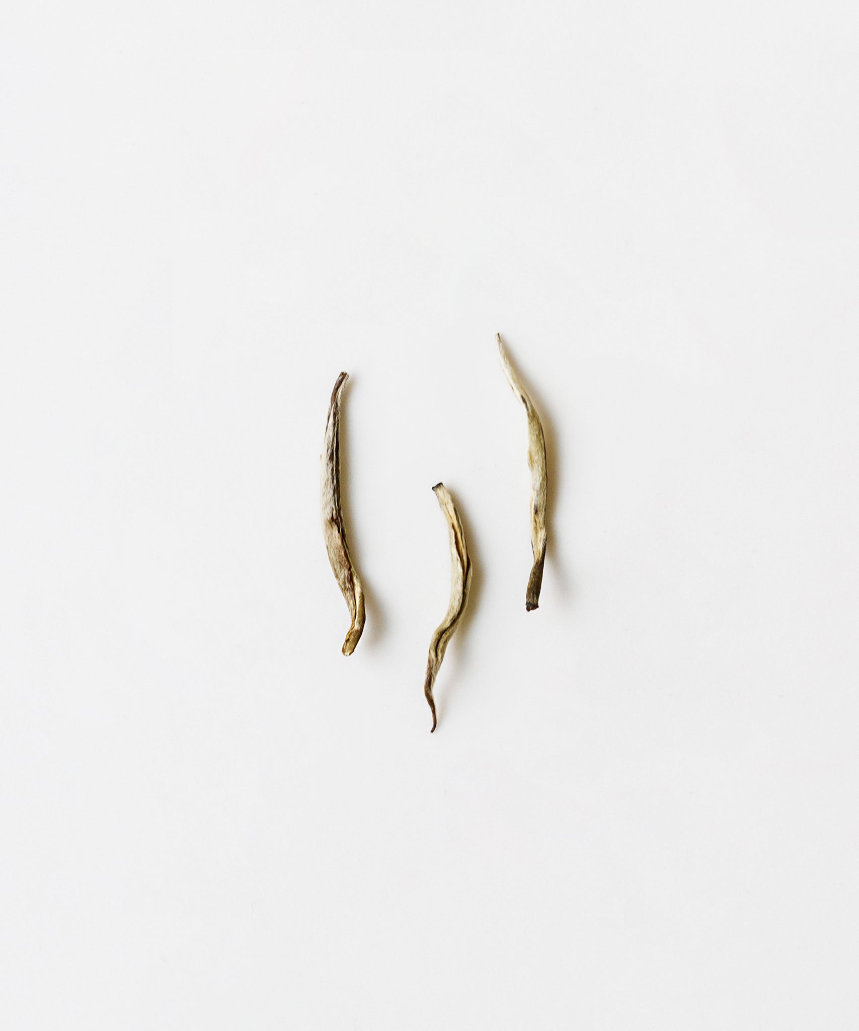 Silver tip green tea leaves from Hengxian, Guangxi - Jasmine Silver Tips, hand-scented six times with jasmine blossoms