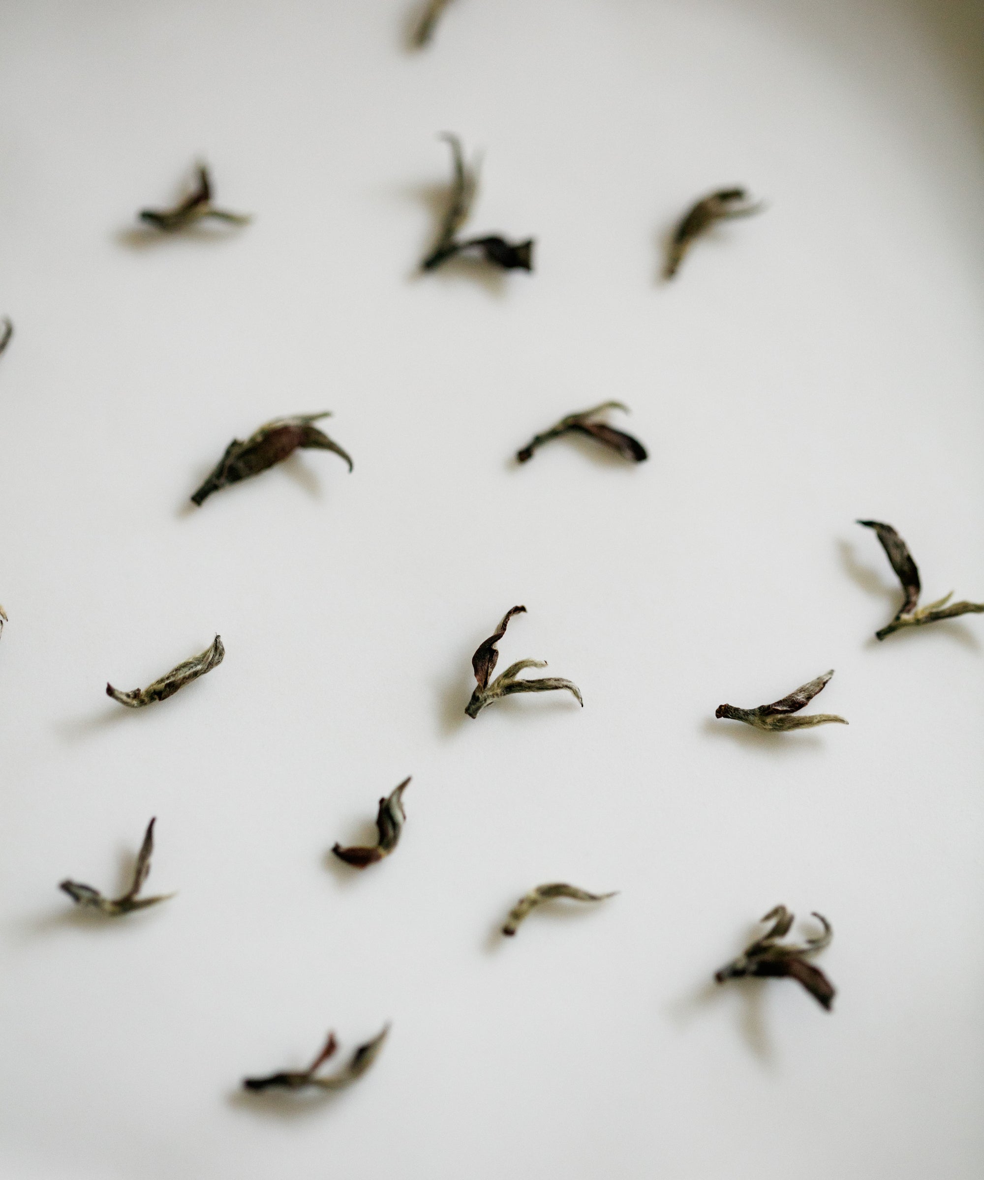 Oriental Beauty Gold, gold medal oolong tea from E'mei, Hsinchu, Taiwan, with spring flower and magnolia notes