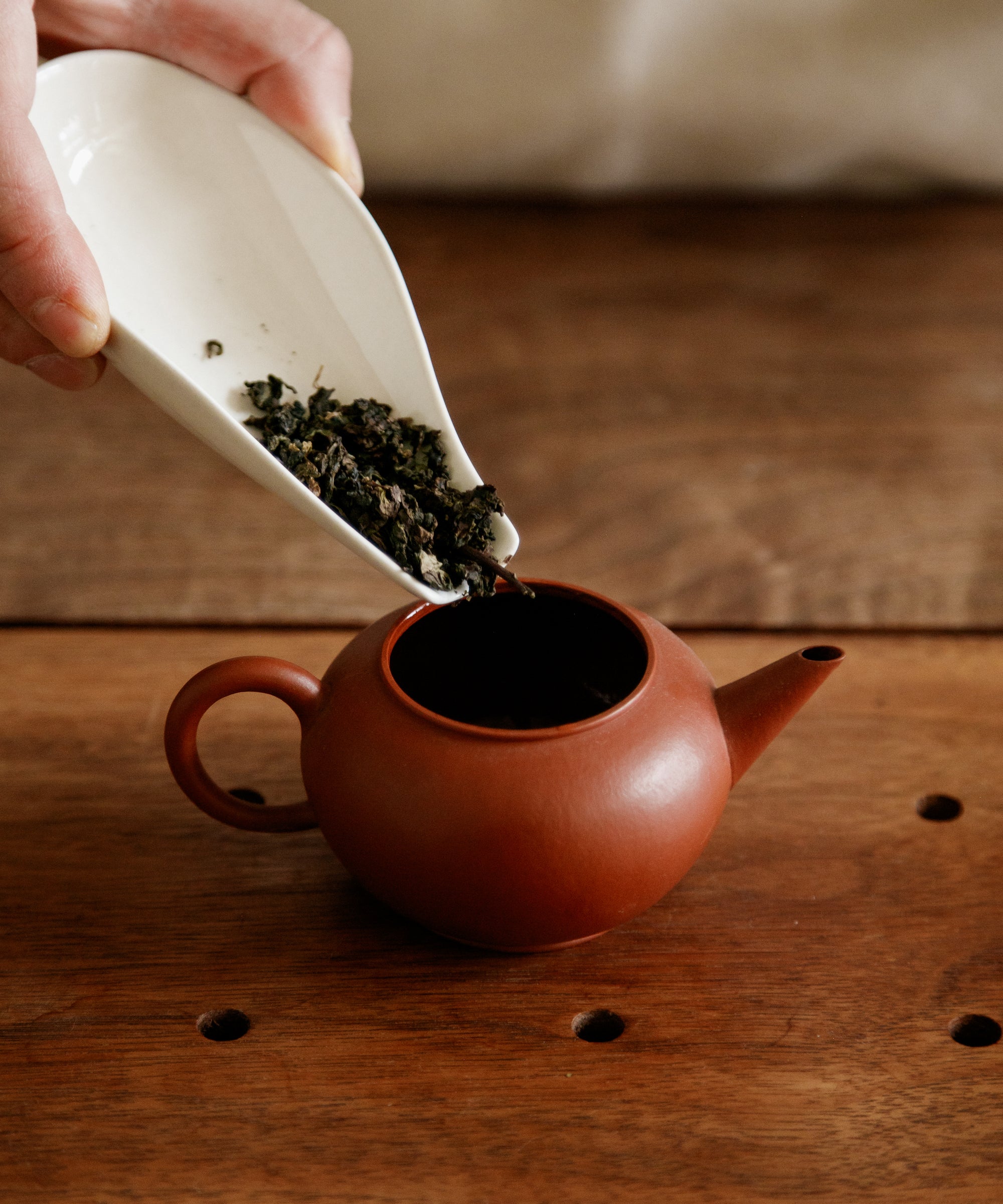 Dinosaur Egg oolong wet leaves after brewing — hand-rolled Anxi oolong unfurling through infusions