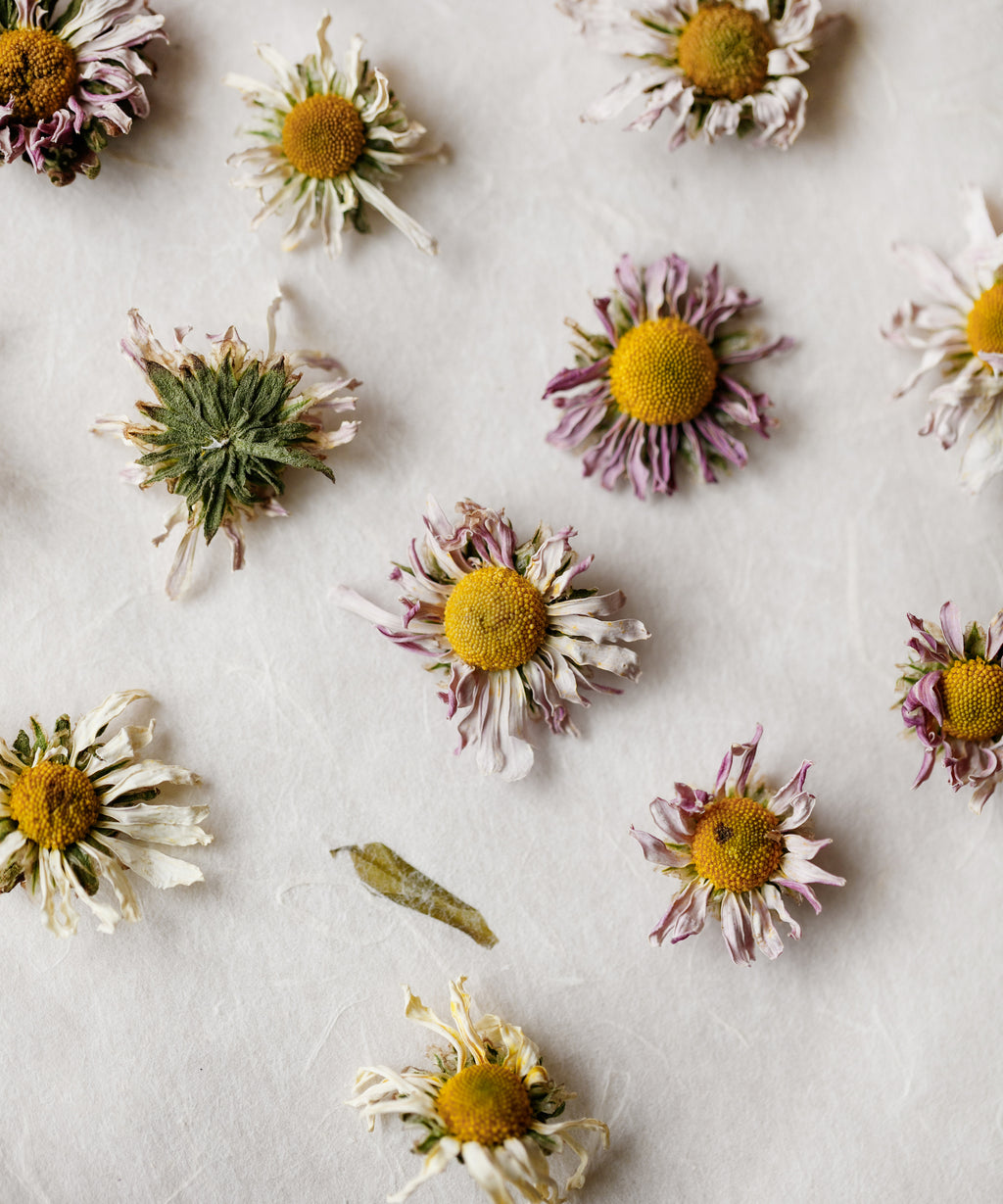 Wild Purple Chrysanthemum dried flowers, hand-harvested at 4500 ft near Qiandao Lake, Hangzhou, Zhejiang